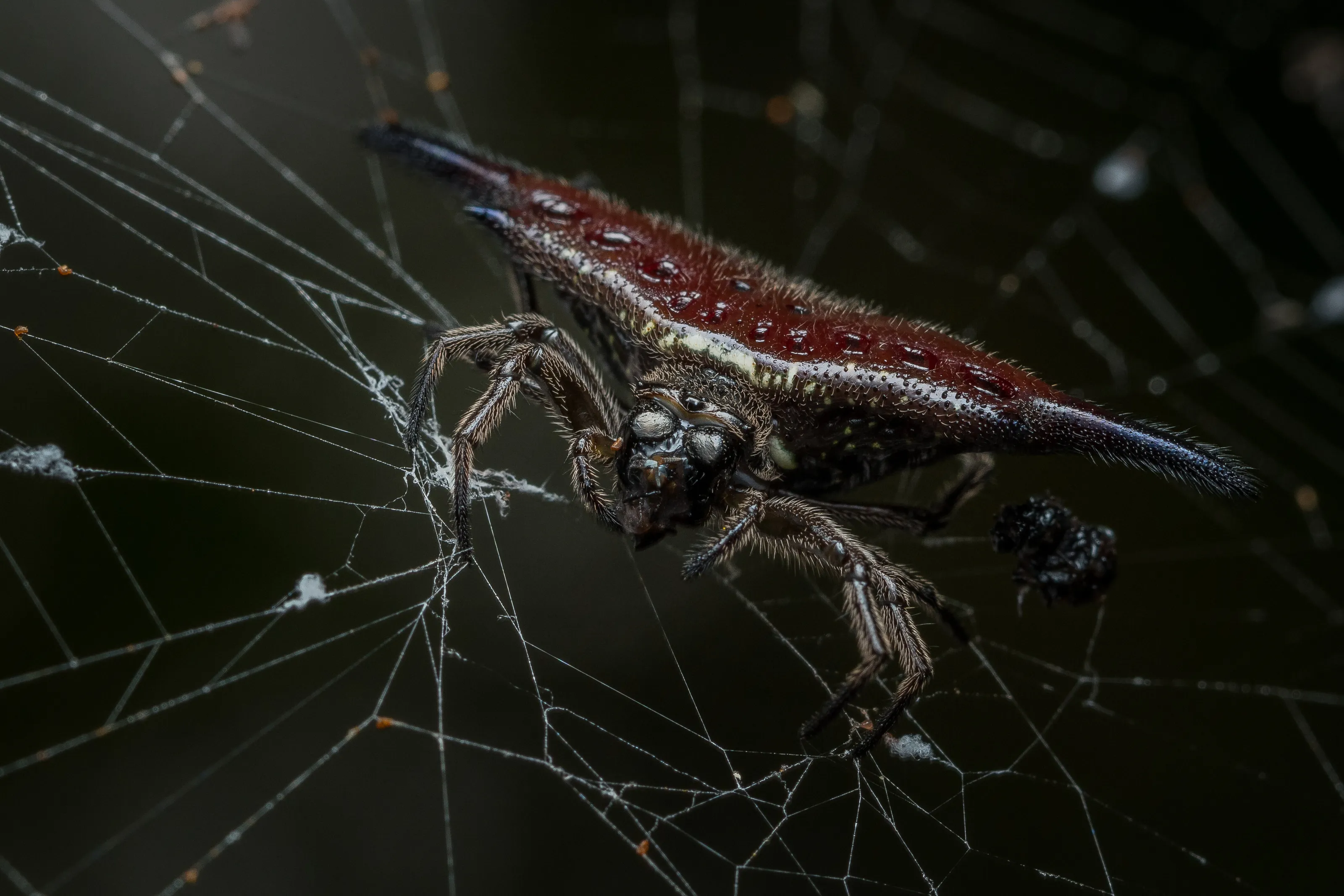 Parallel-spined spiny orbweaver spider (Gasteracantha diardi)
