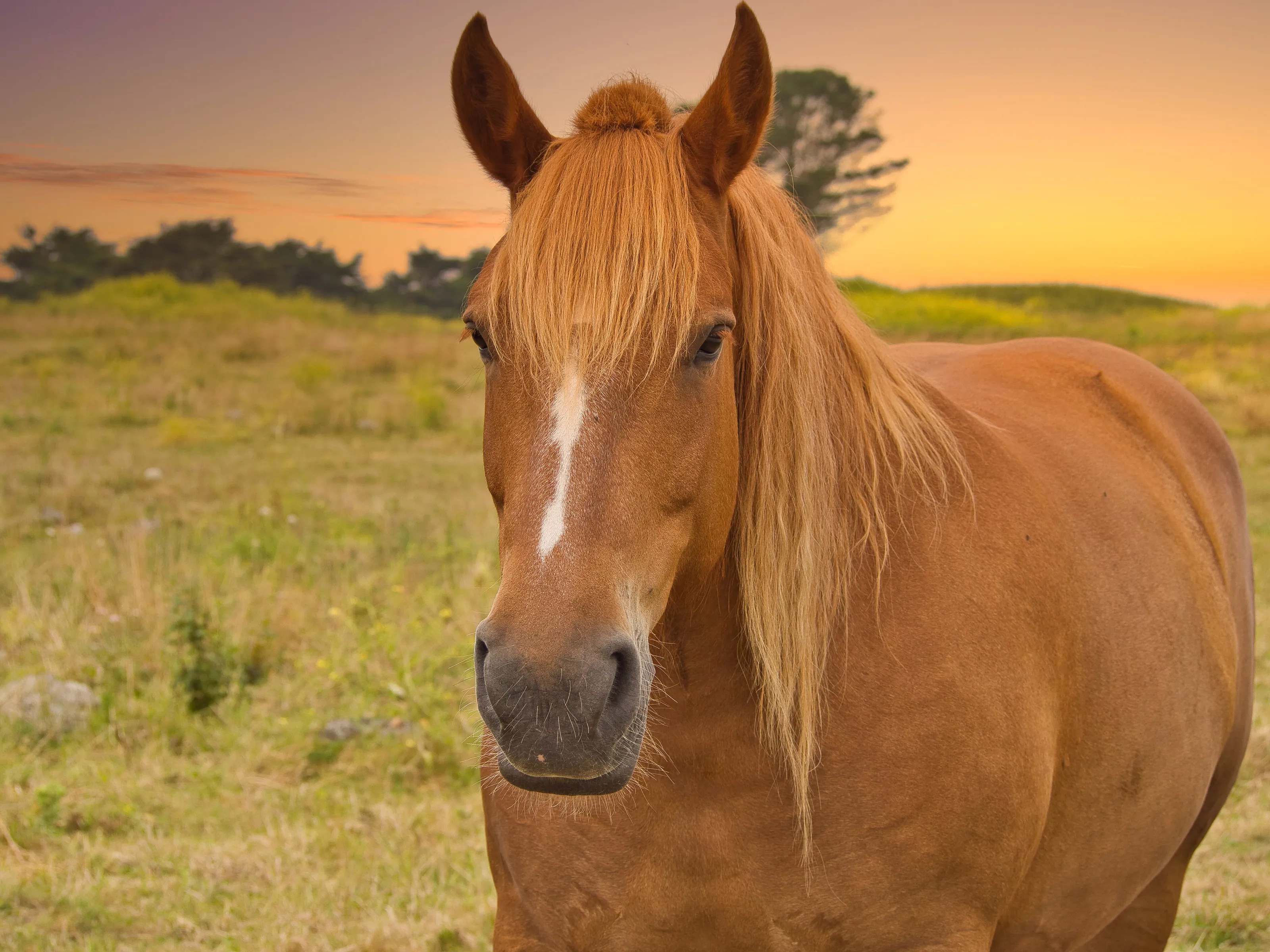 Horse at sunset