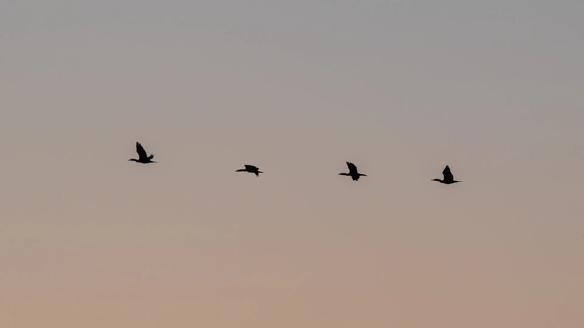 Cormorant Row