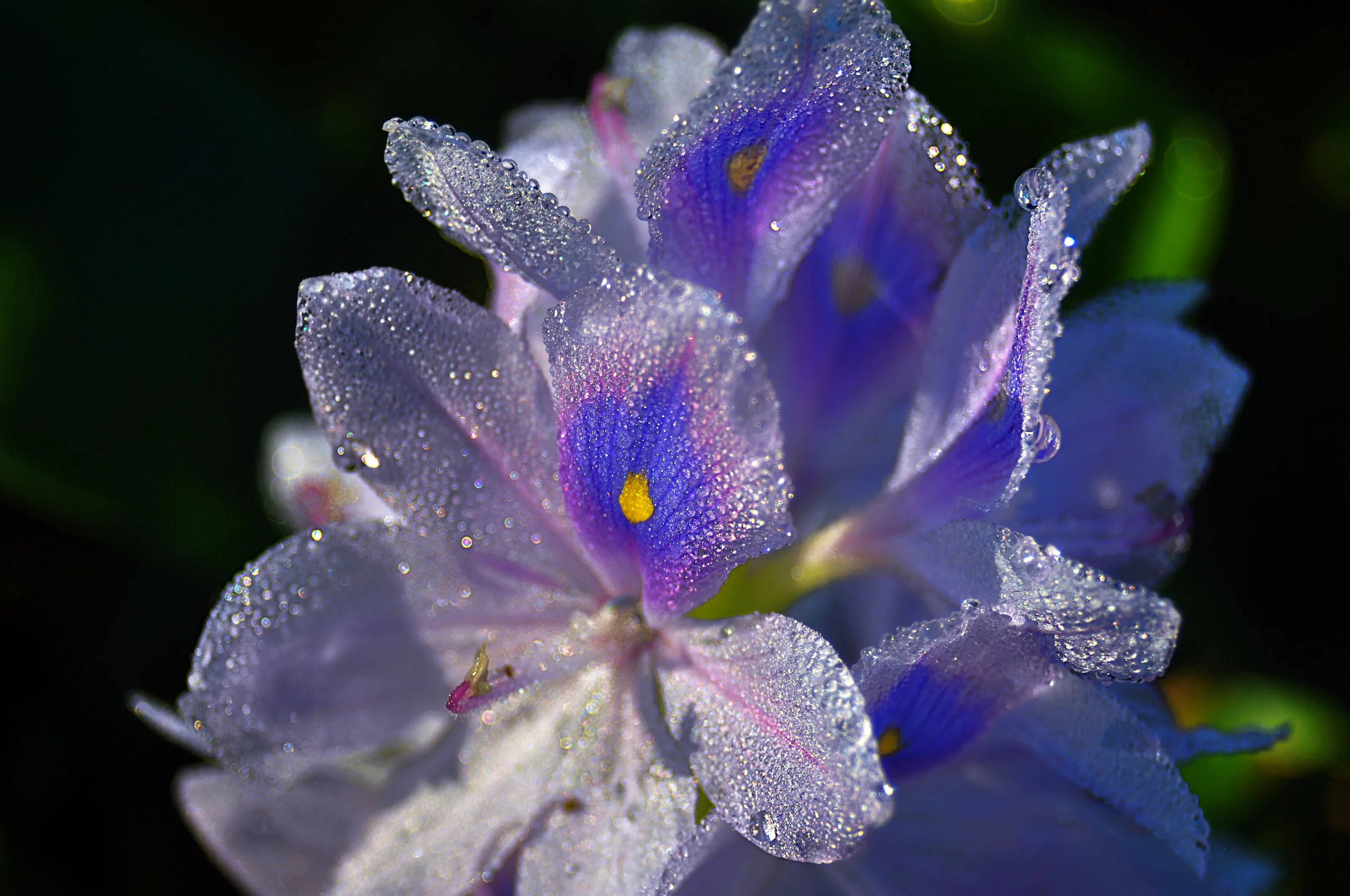 morning glow!