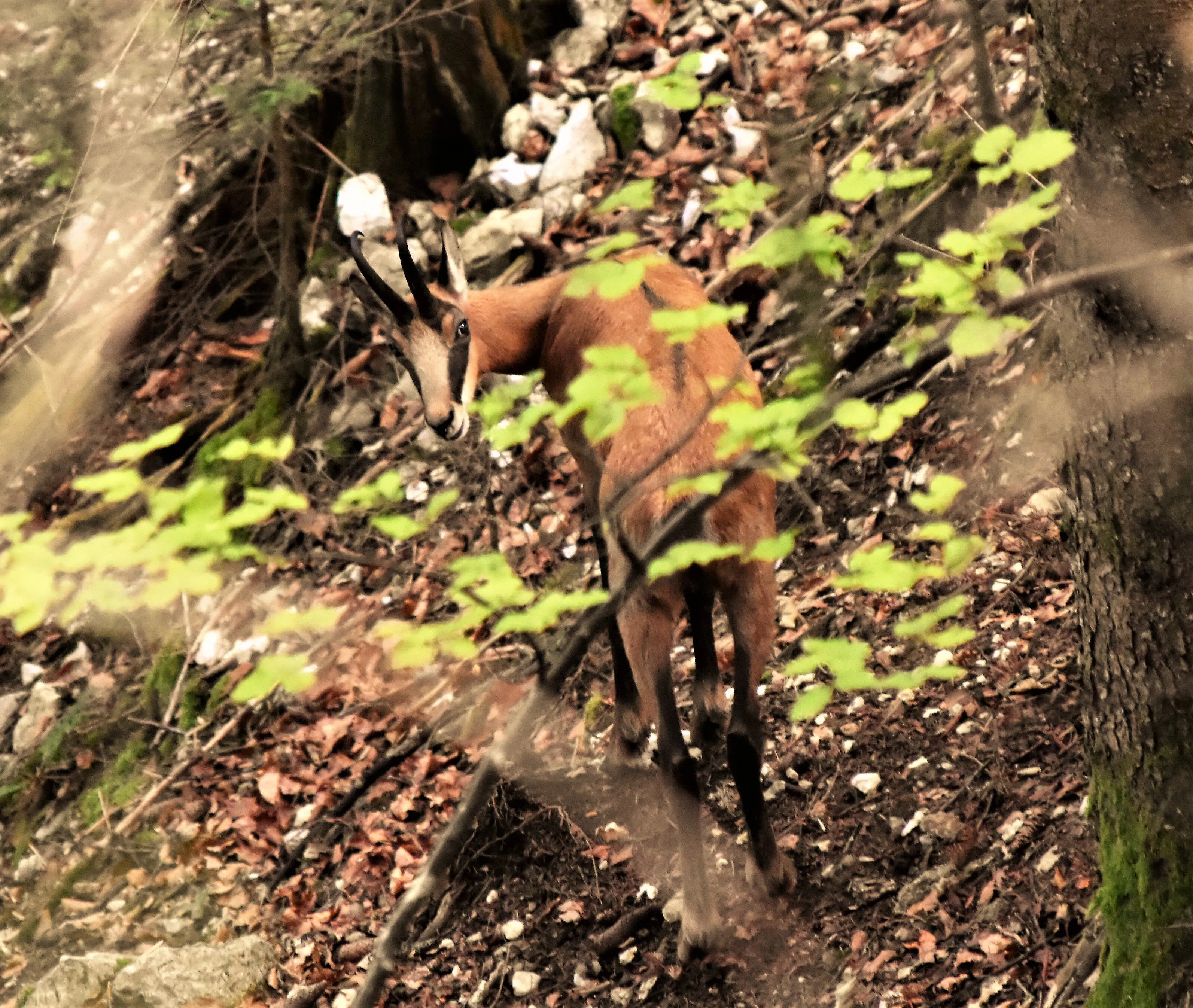 Chamois des forêts du Doubs
