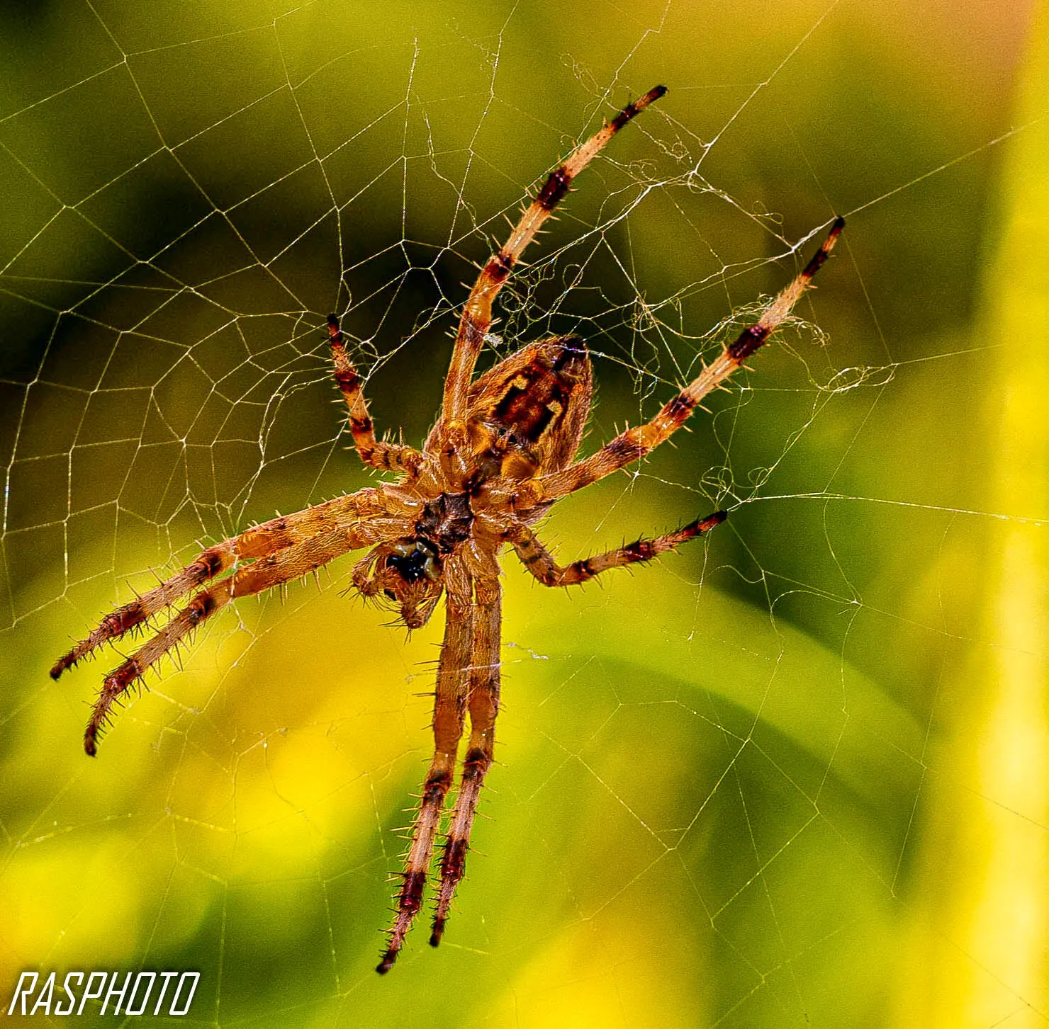 Weaver