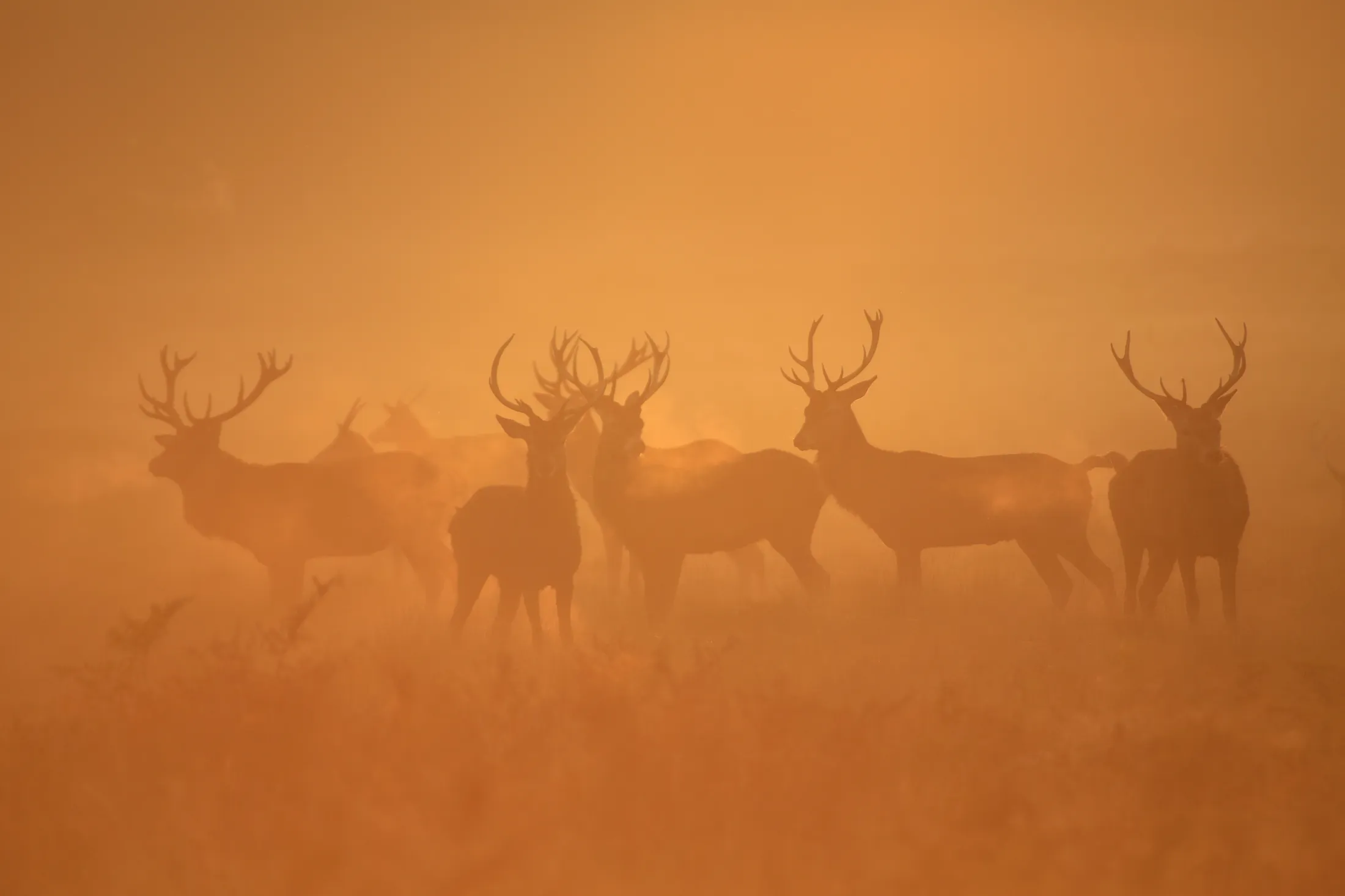 Stags in the mist
