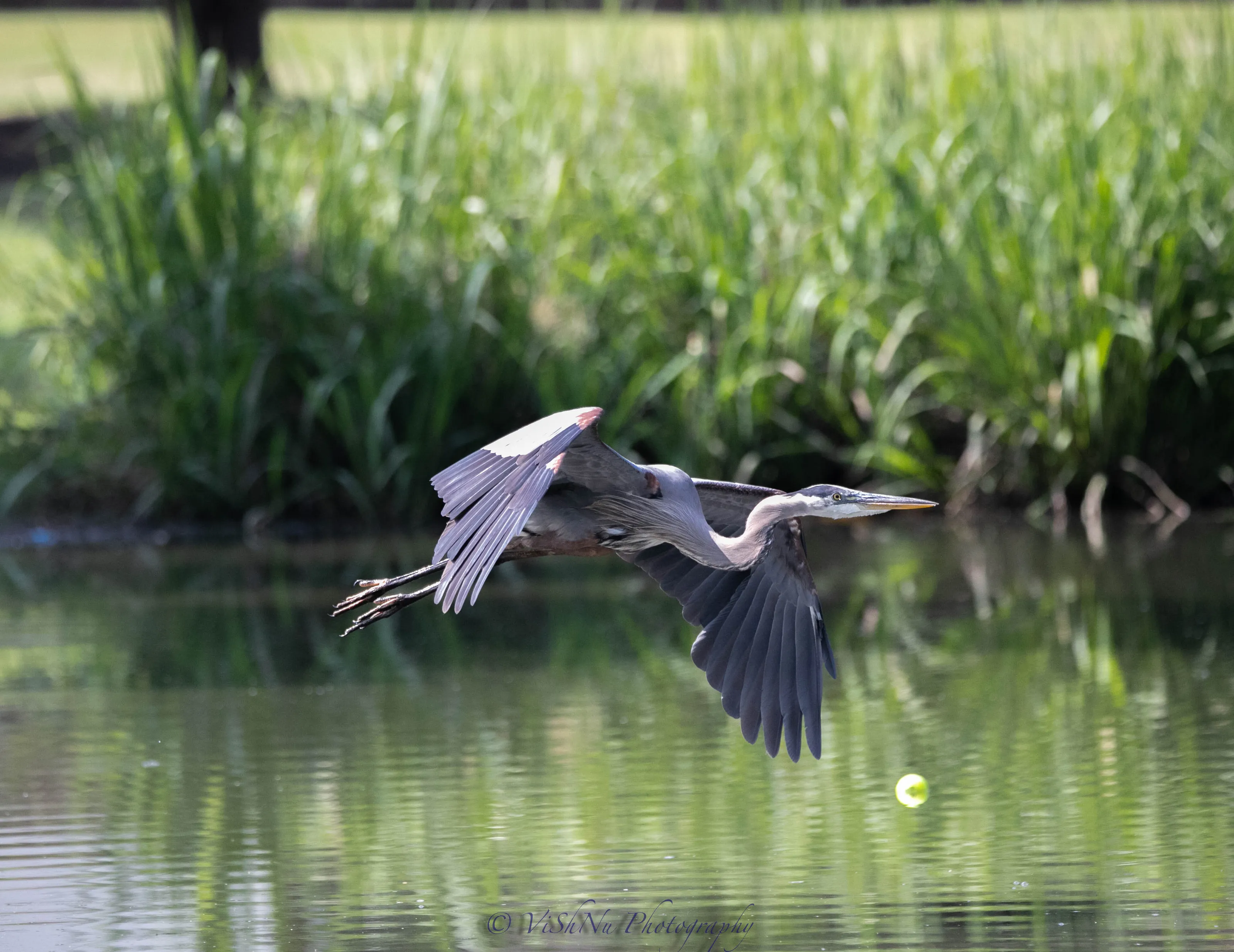 Great blue herons