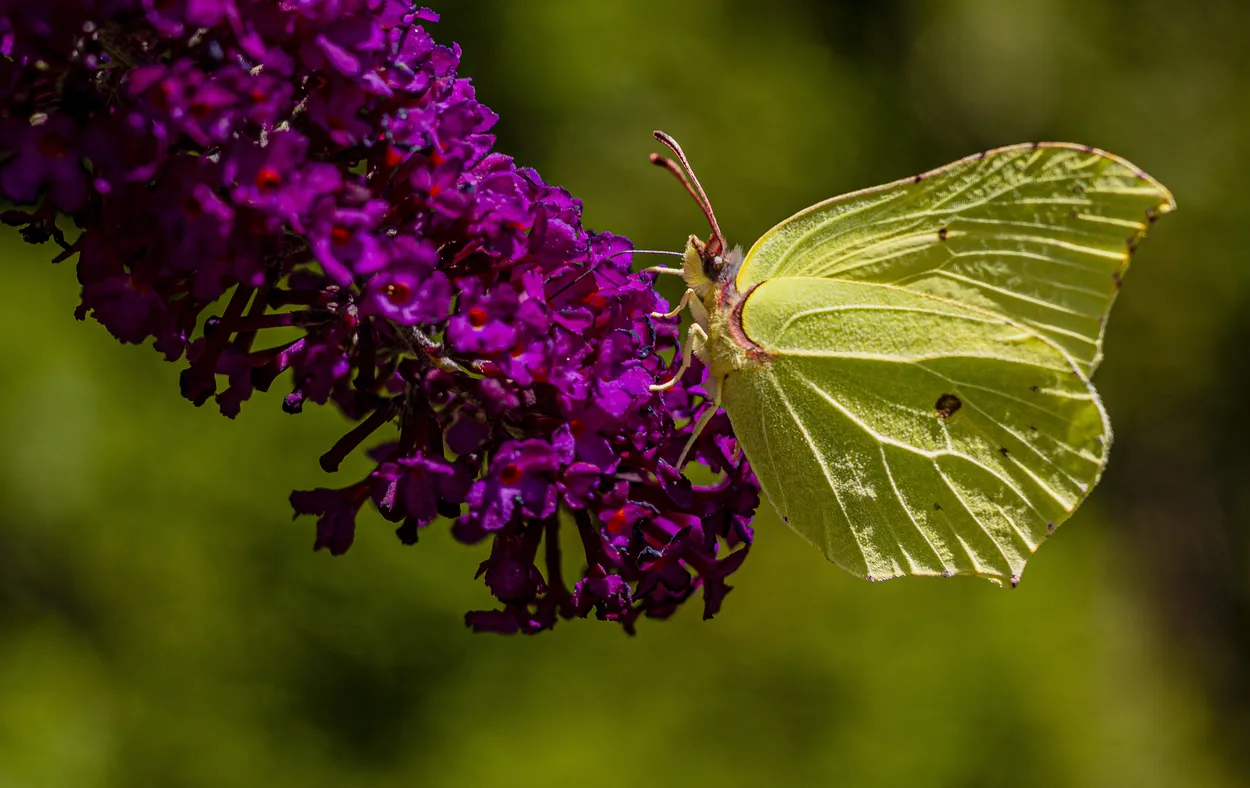 Entry 18707454