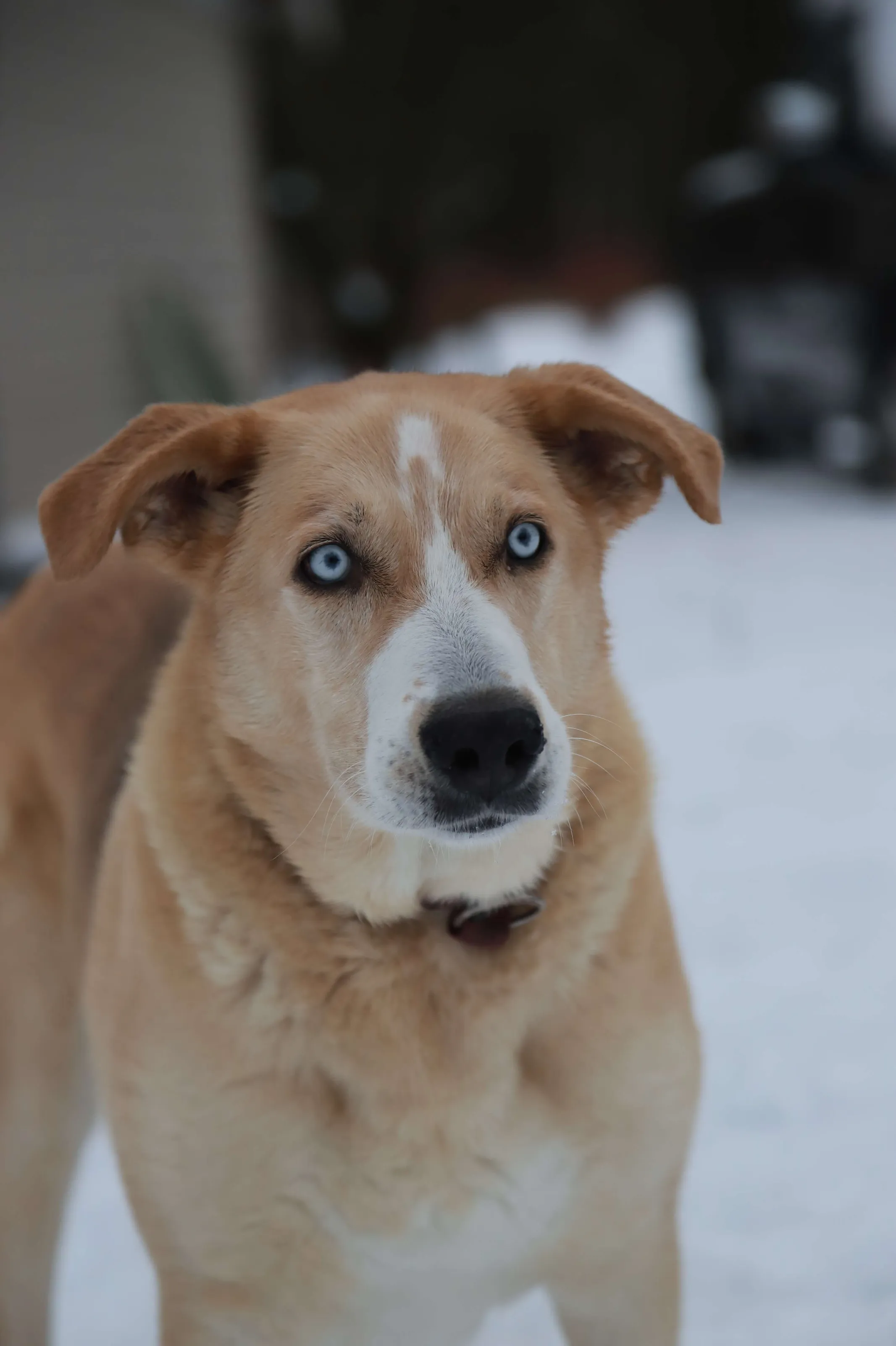 Winter blues