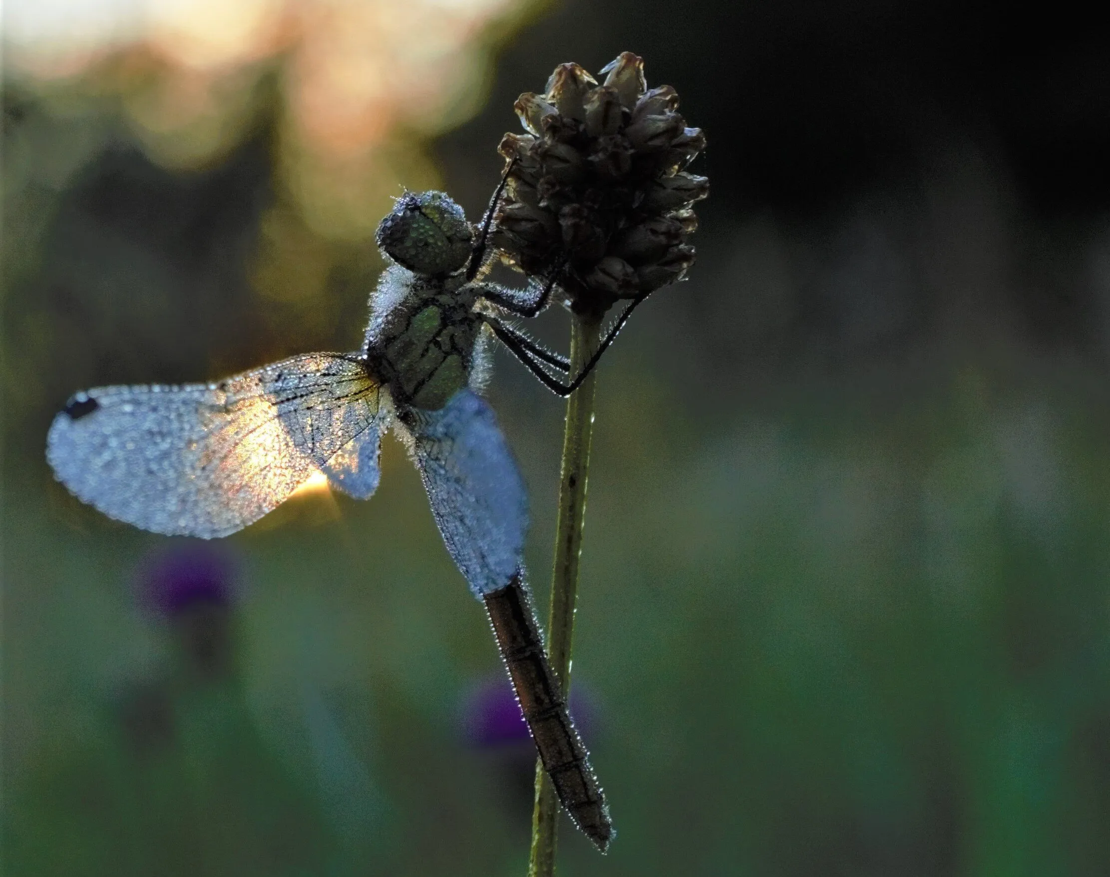 Sleepy Dragonfly