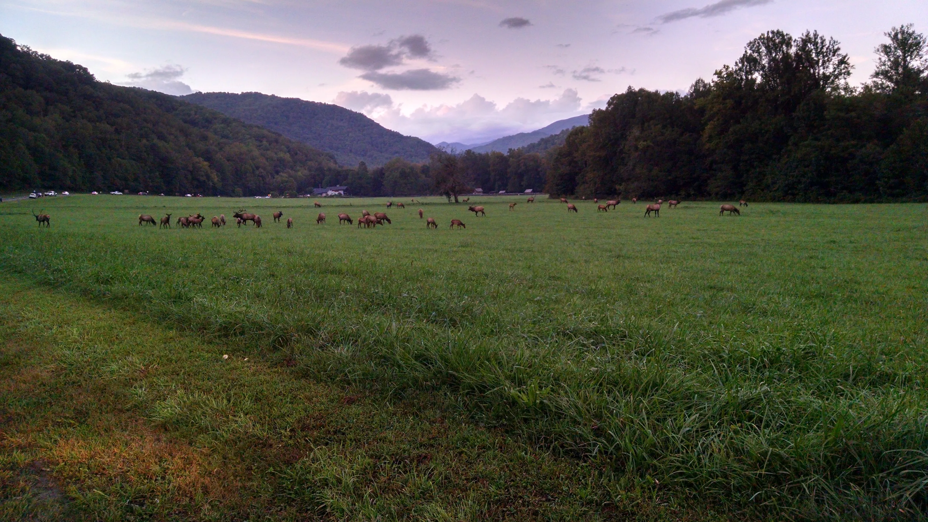 Elk Field