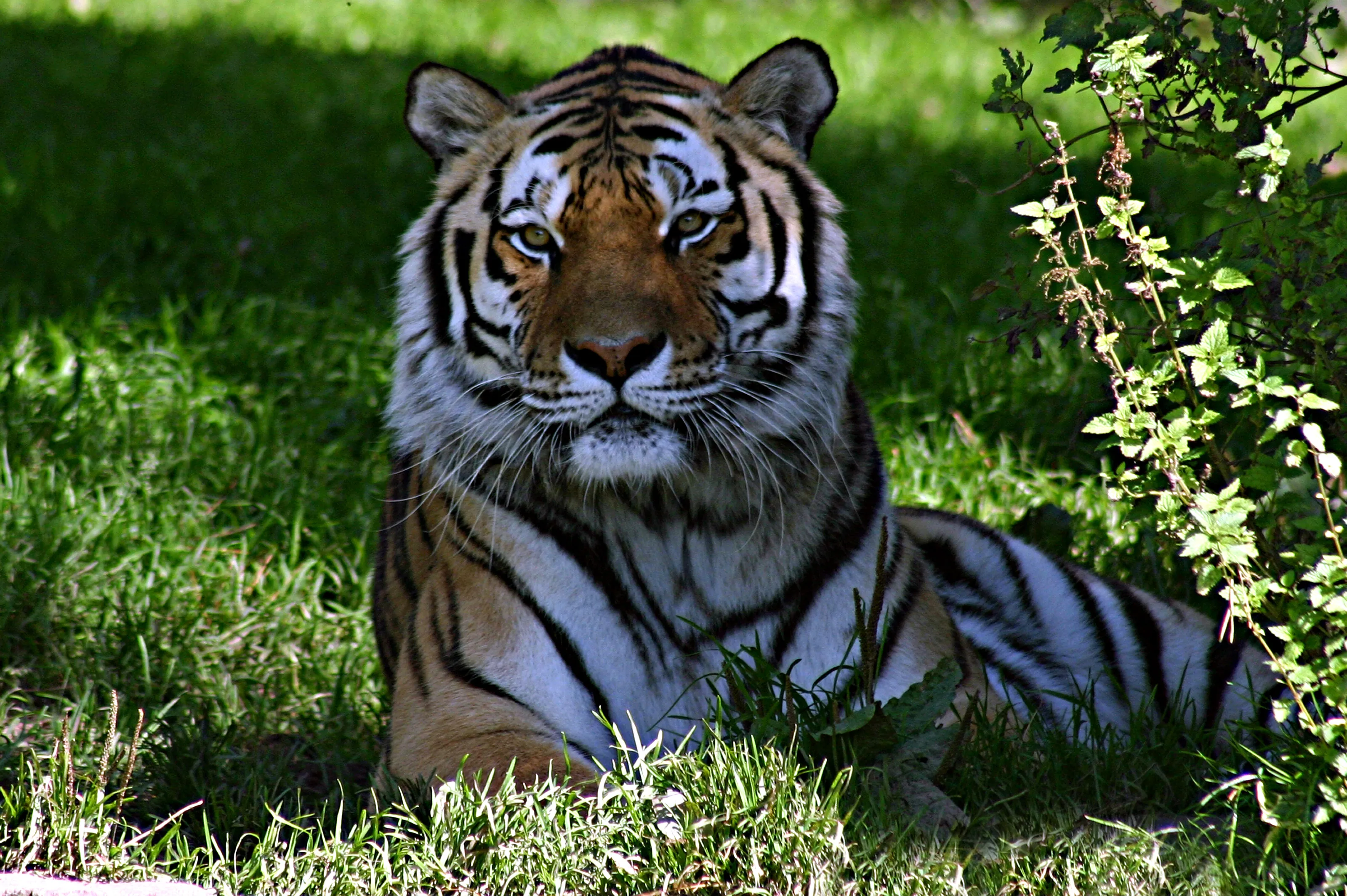 The Siberian Tiger