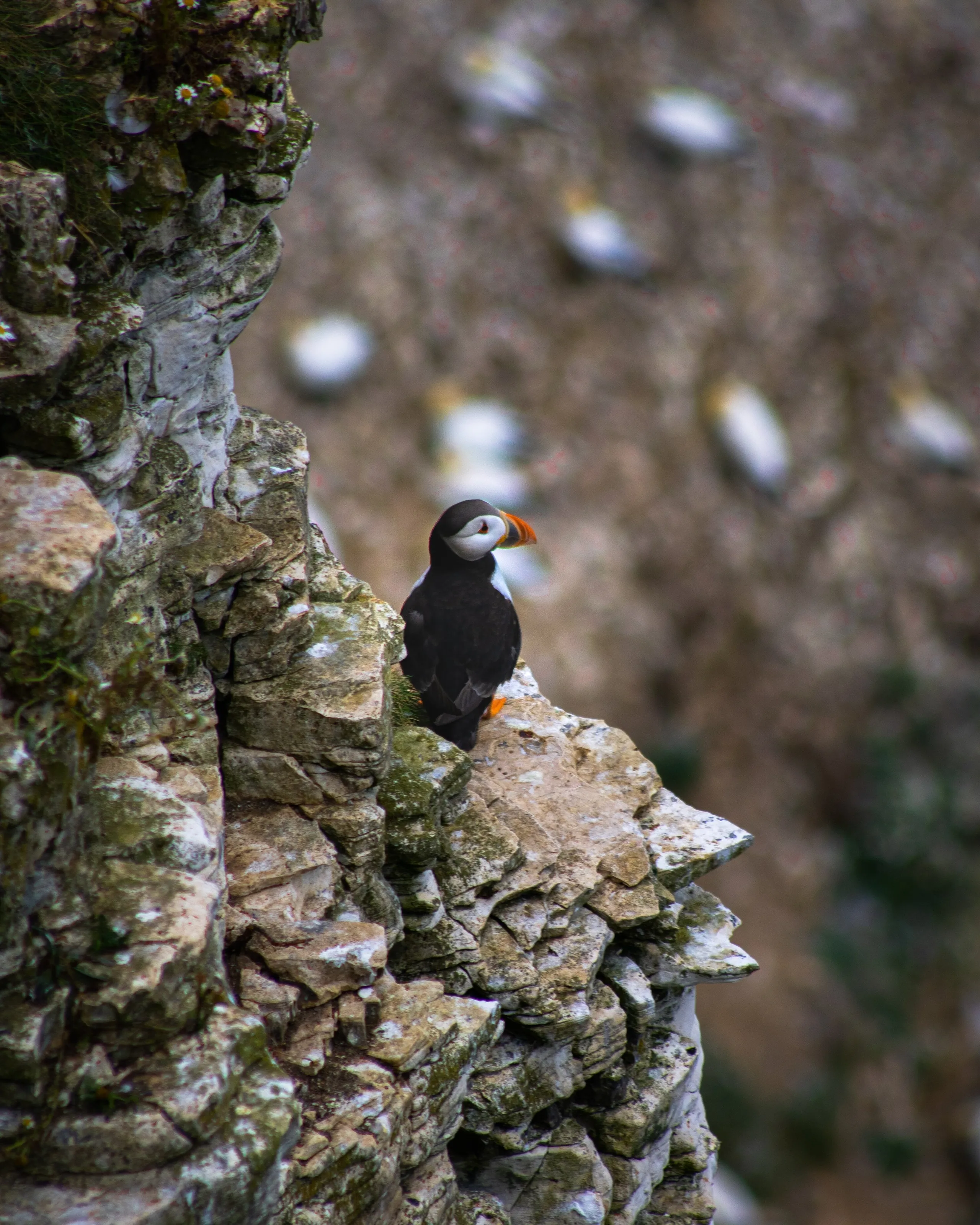 Puffin