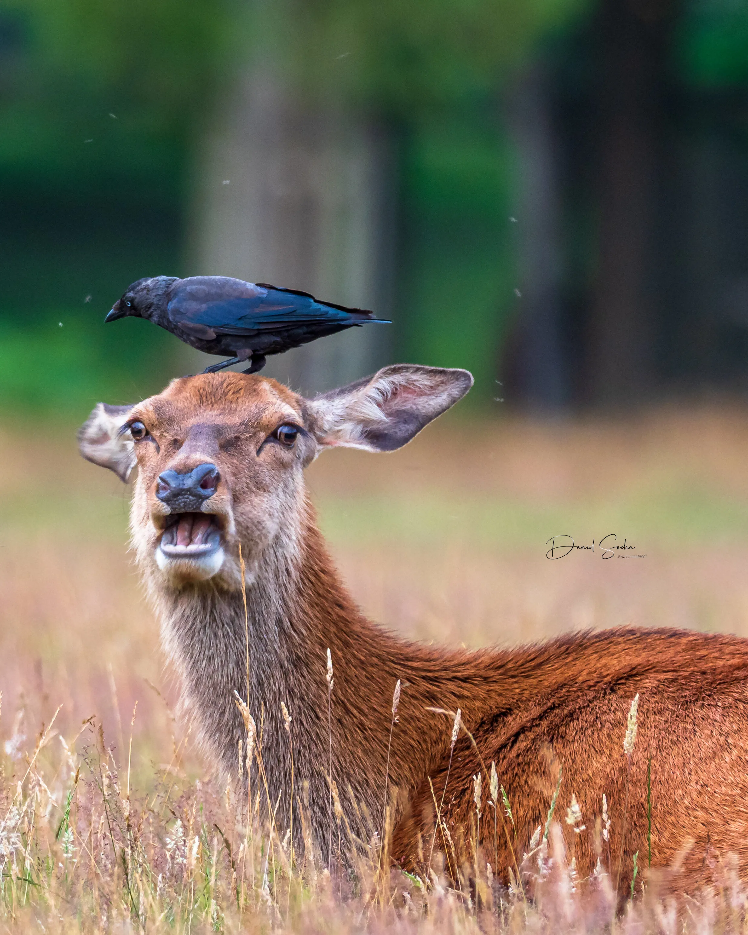 Banner image