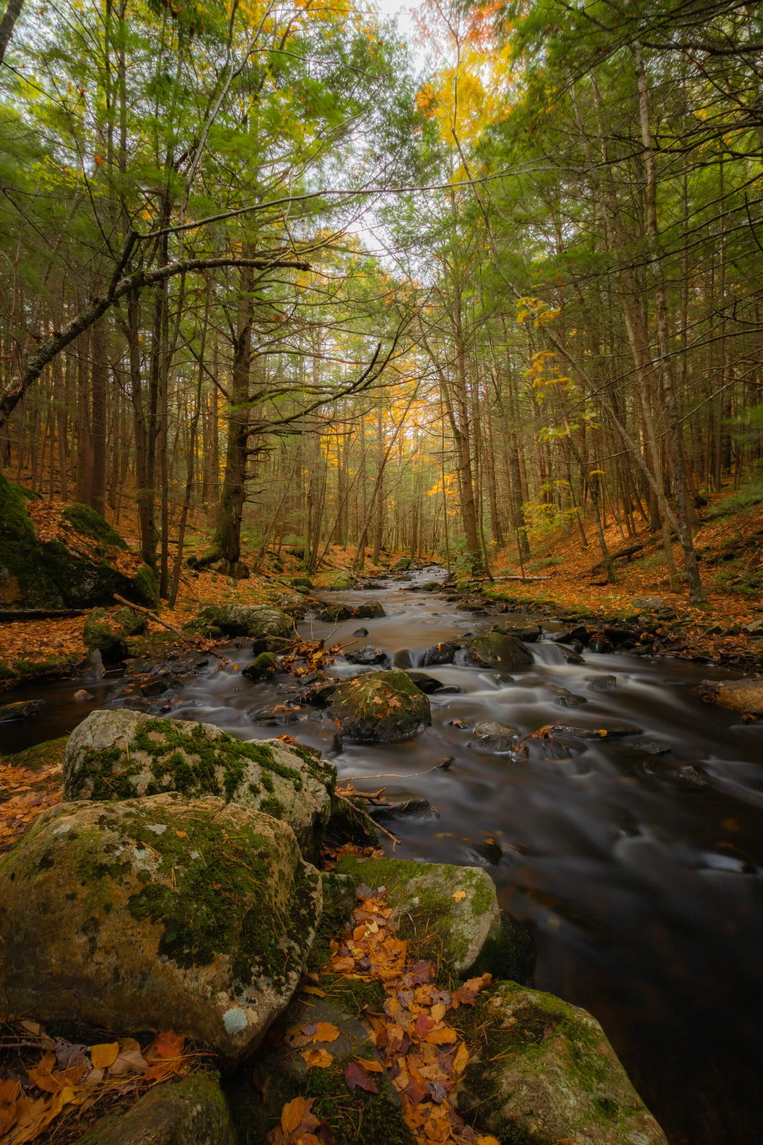 The Bears Den