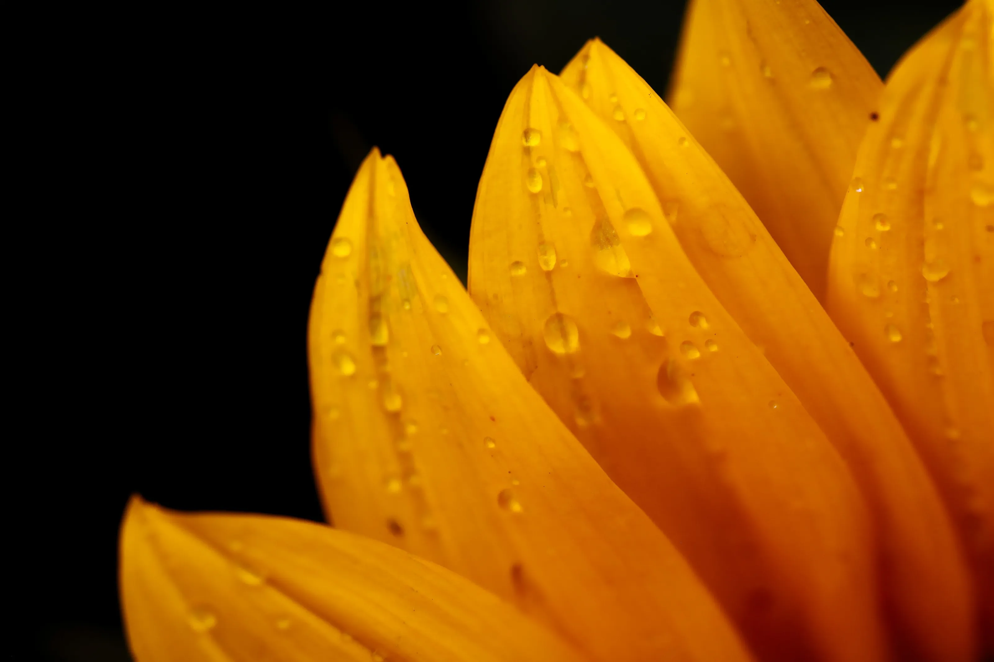 Sunflower leaves