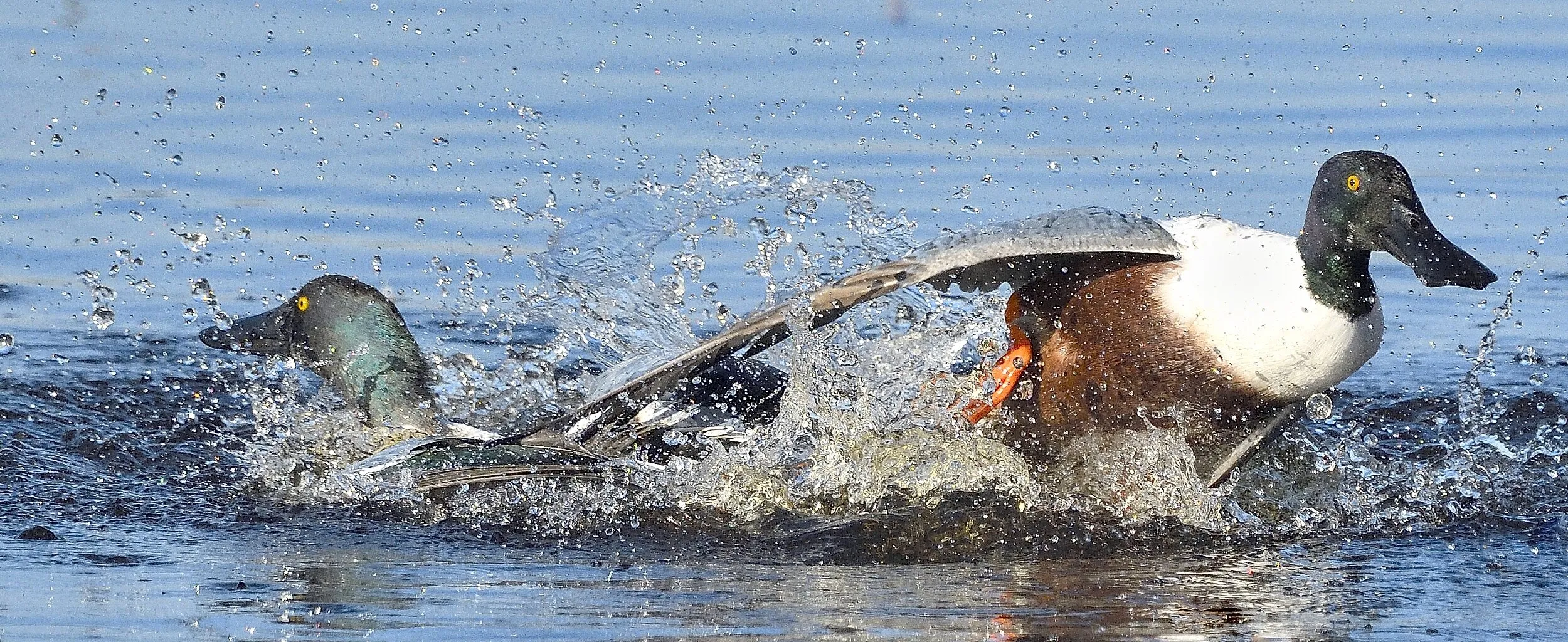 Shoveler males fighting, Anas clypeata m