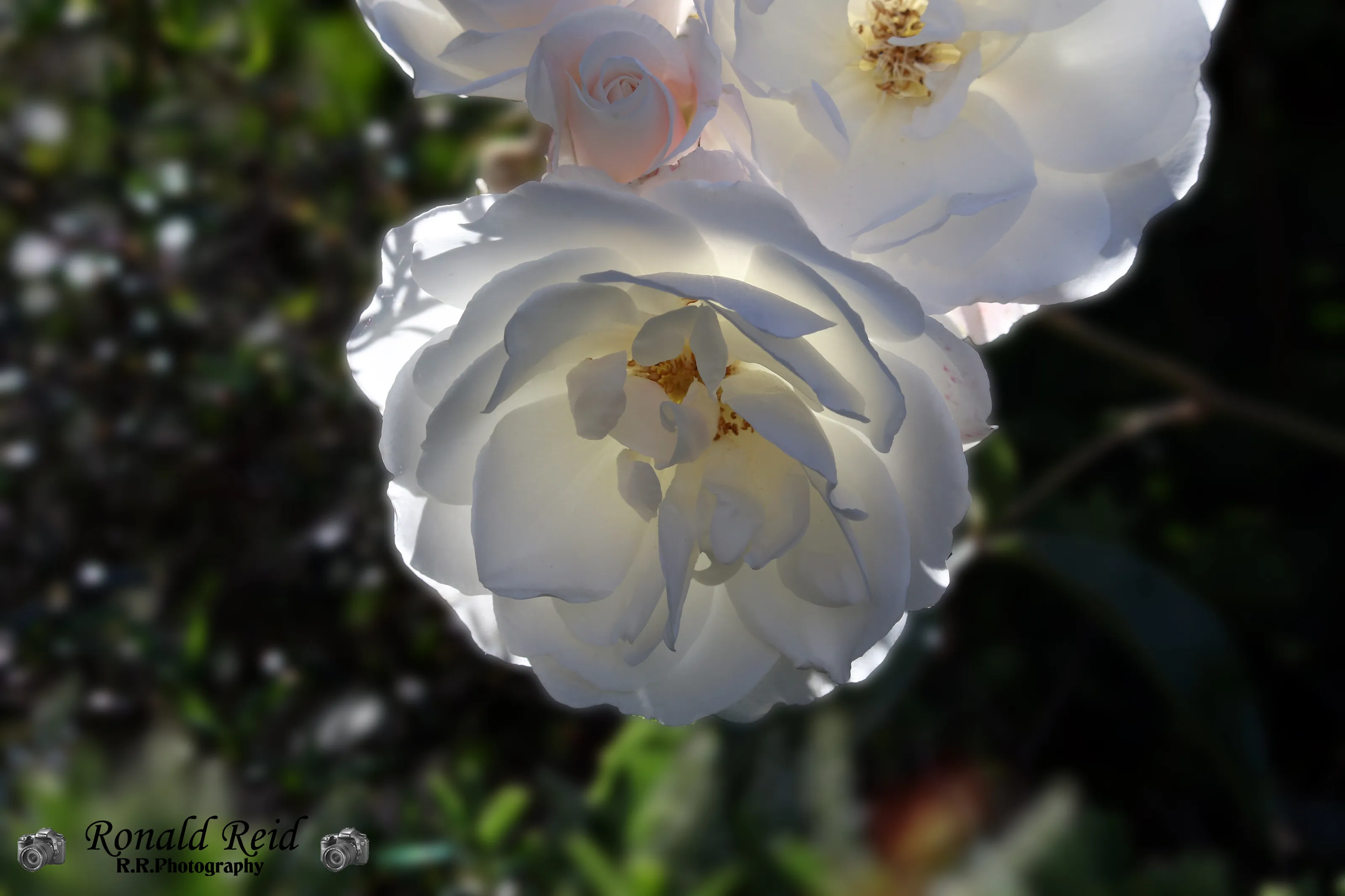 Backlit White Rose