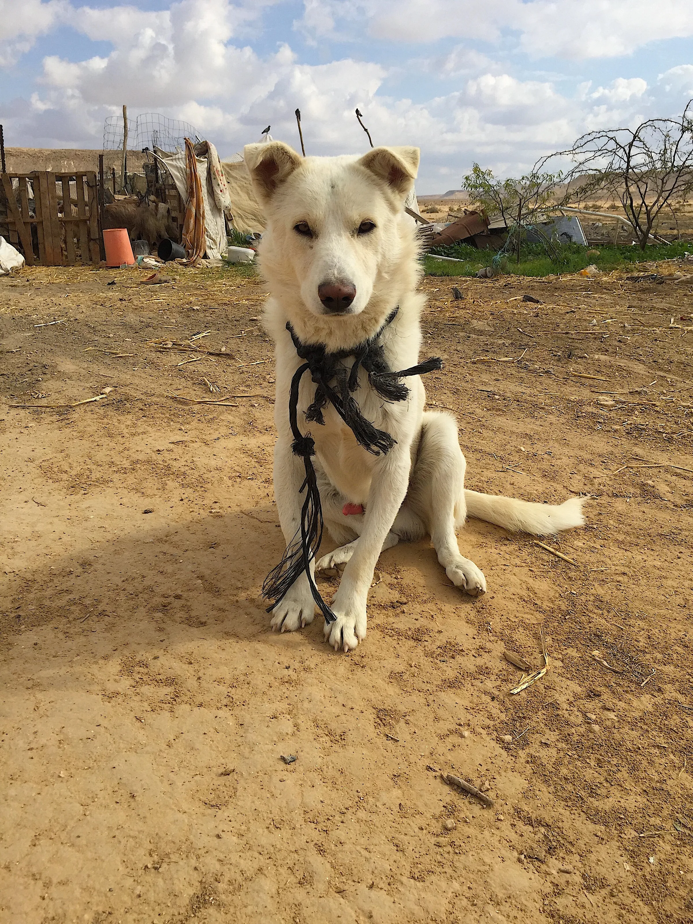 Entangled in the desert