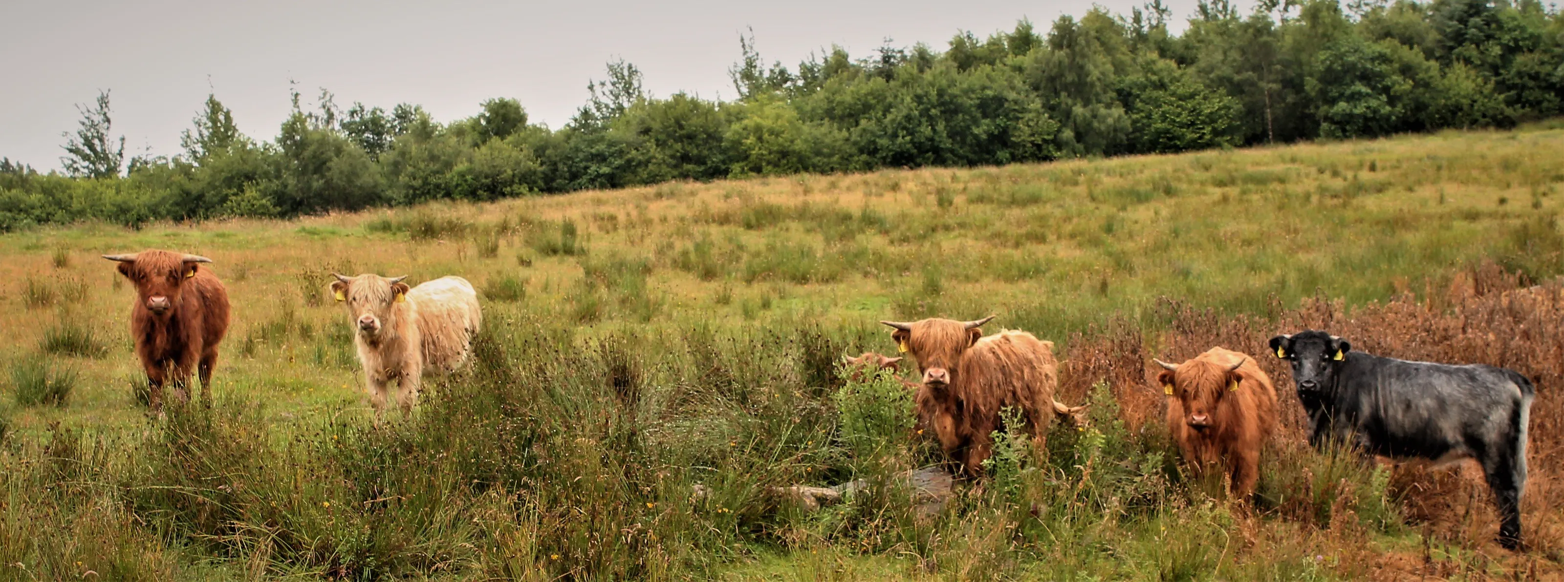 wee coo,s