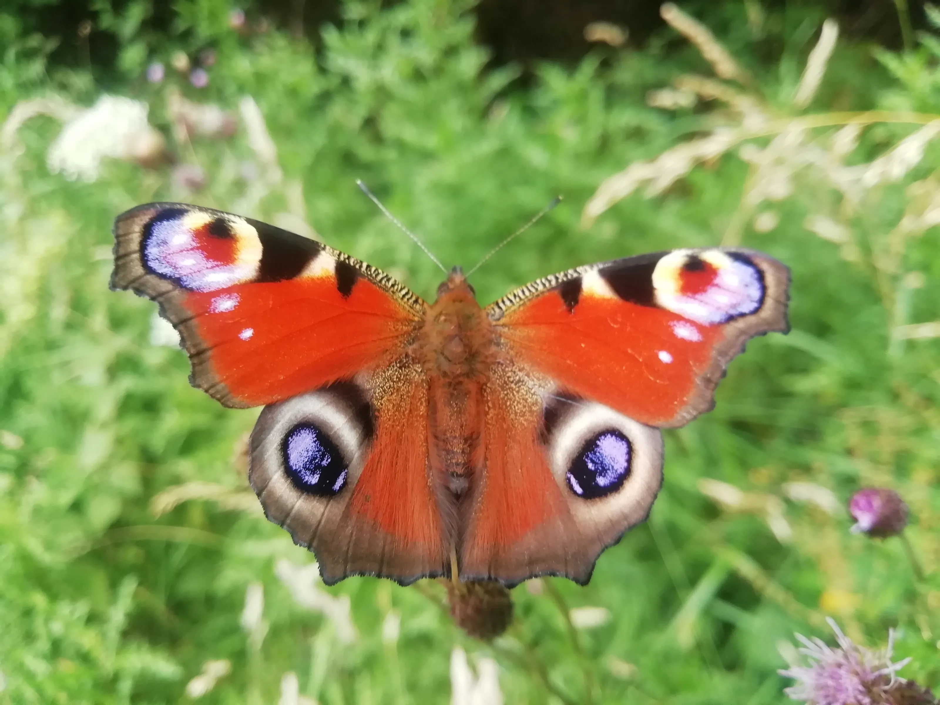 Watching you watching me