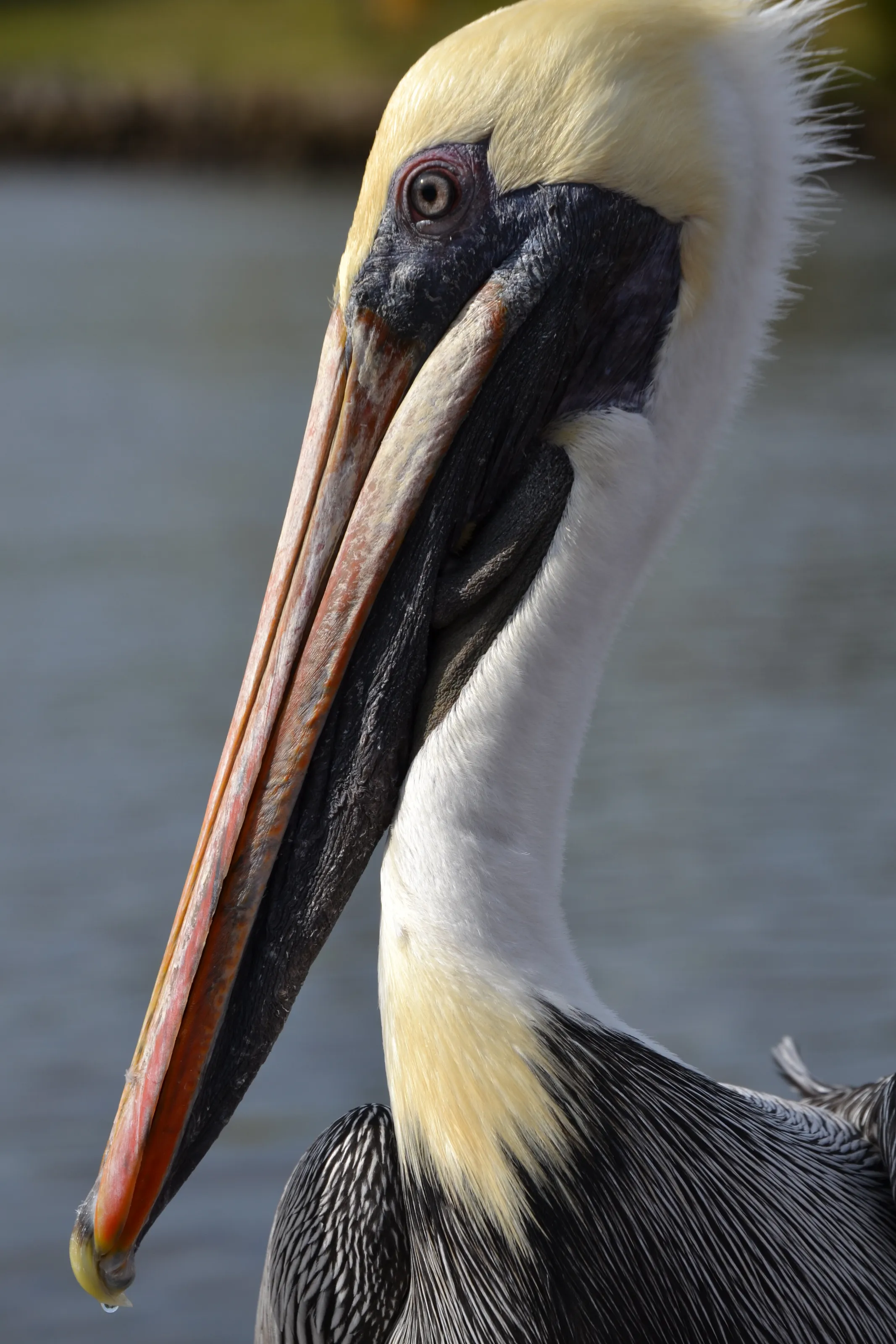 The Bird of the Everglades