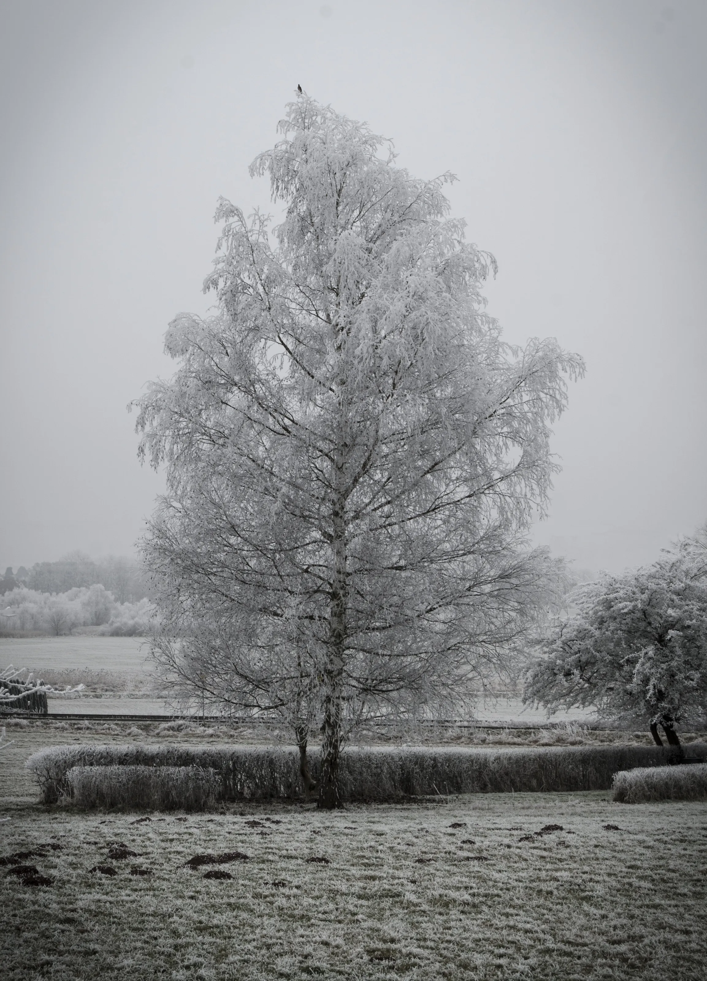 Pogonip Frost