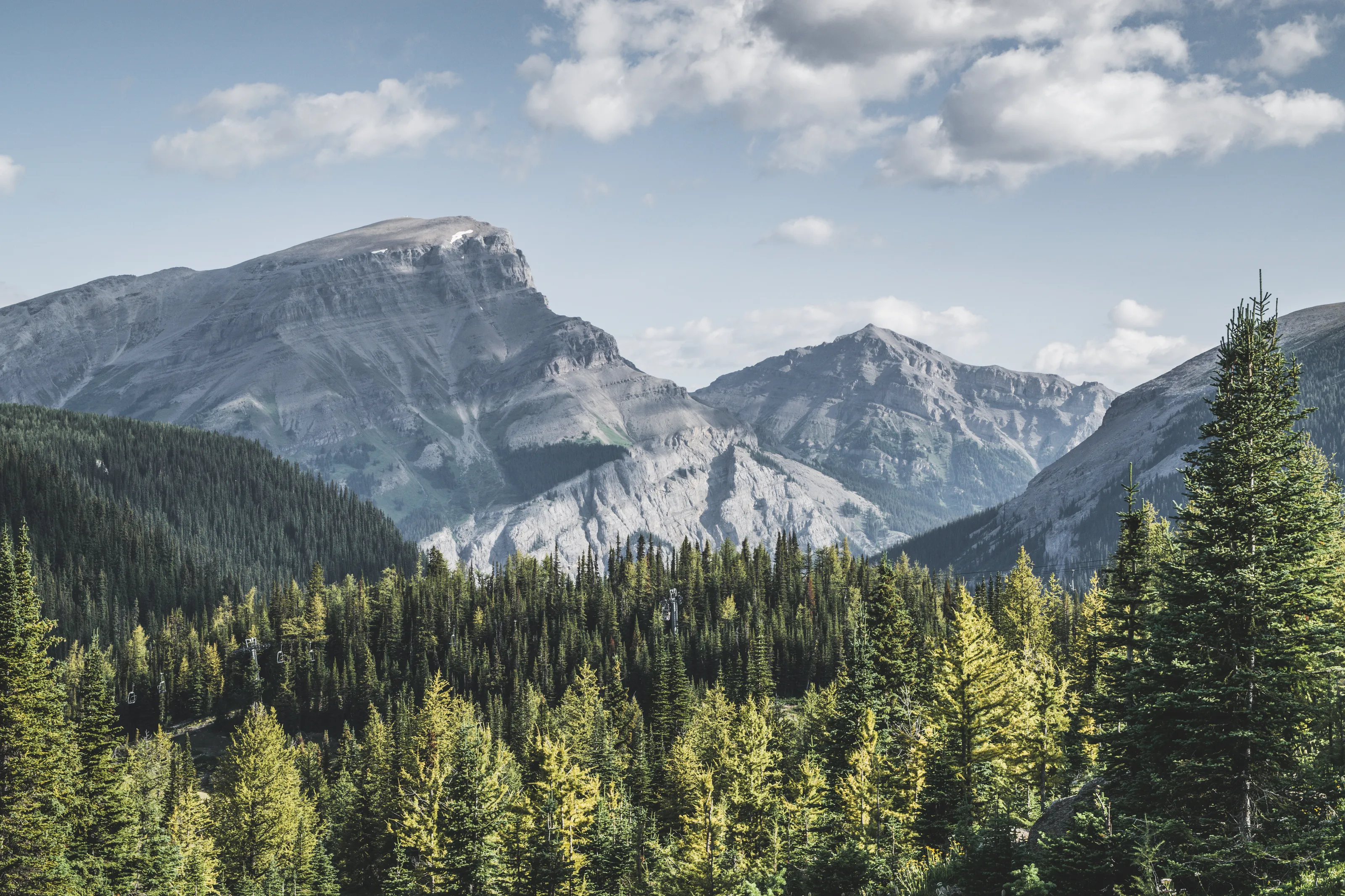Mountains and Trees