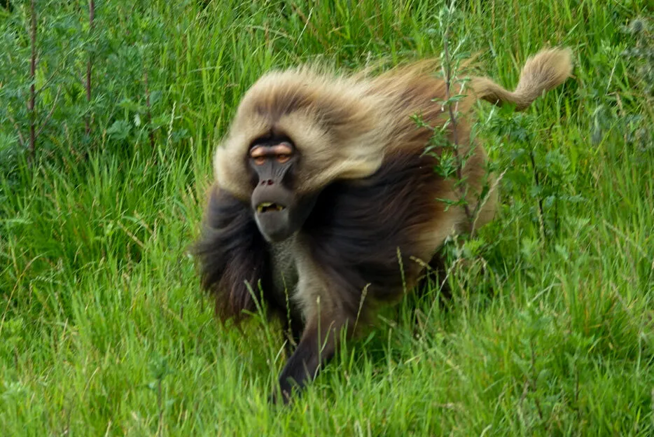 Gelada Monkey