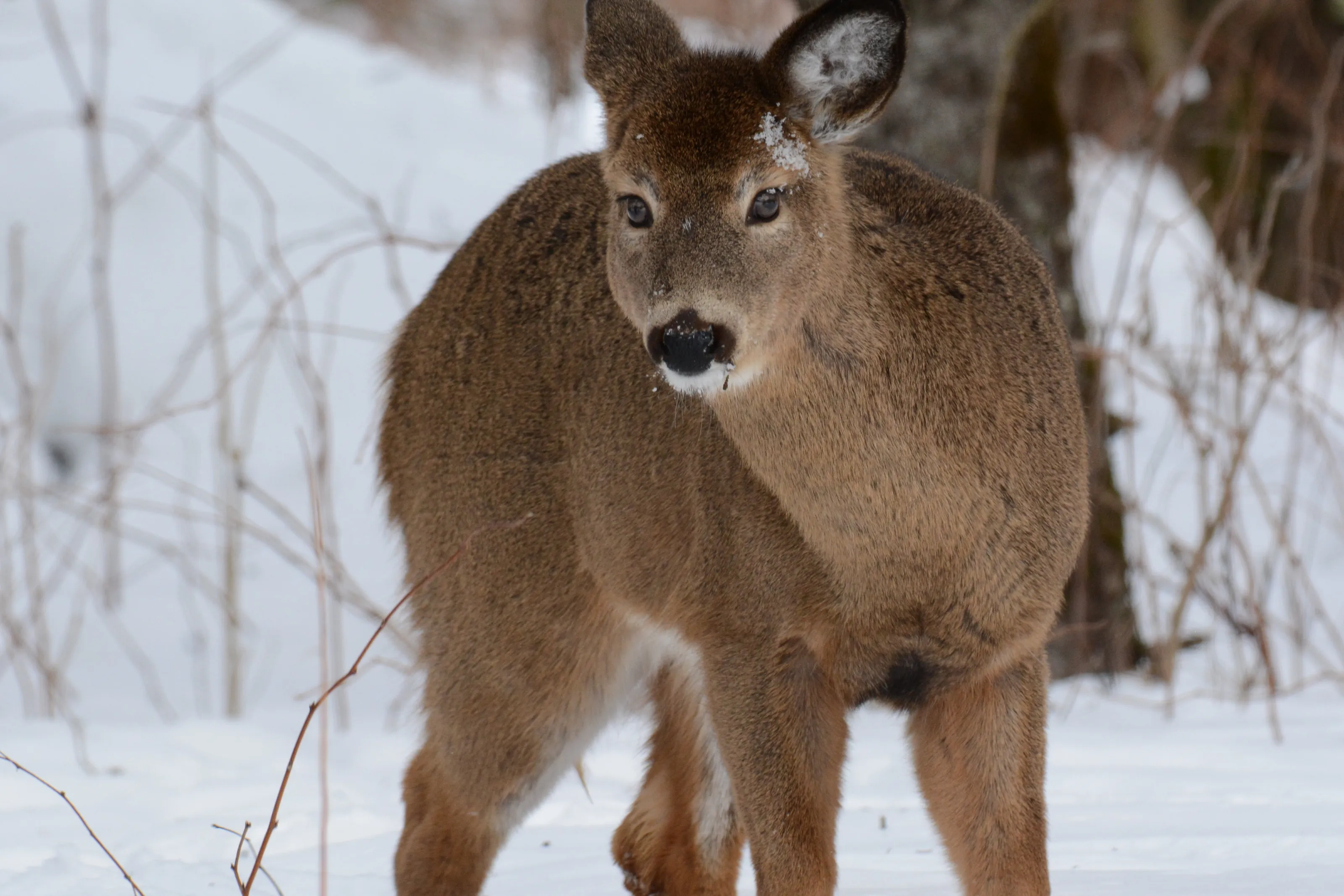 Young Deer Close Up