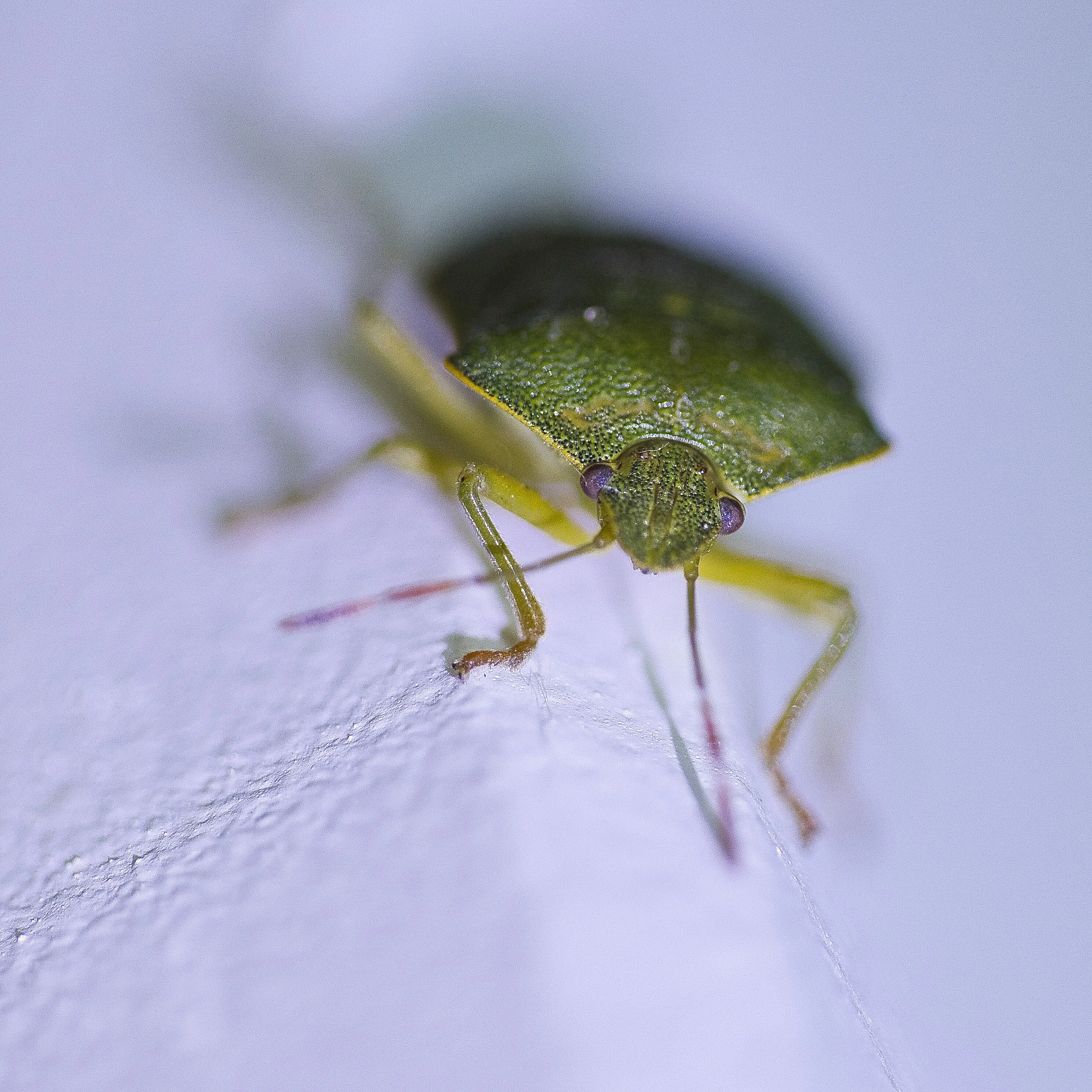 Green Bug