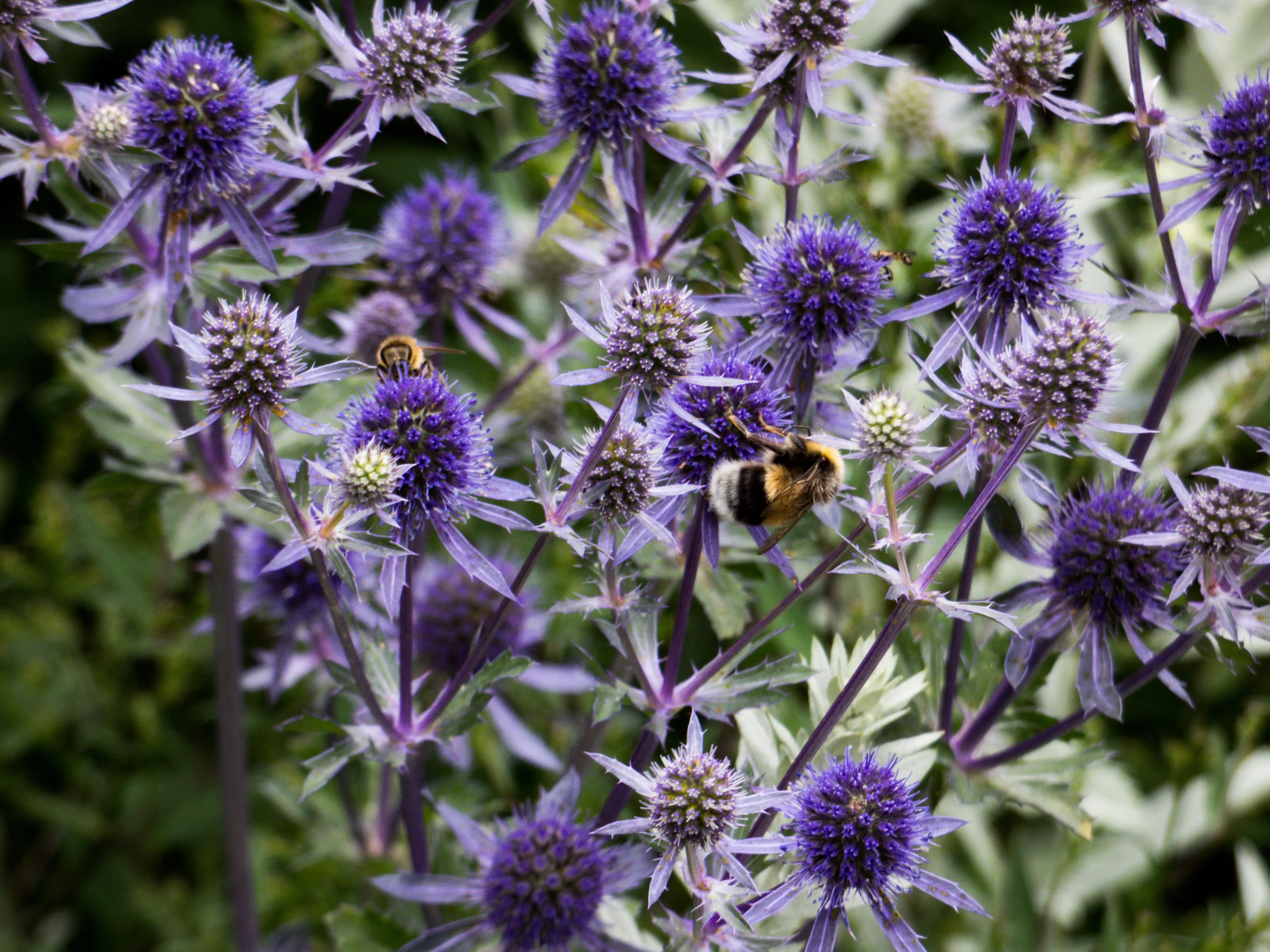 Eryngium Bees