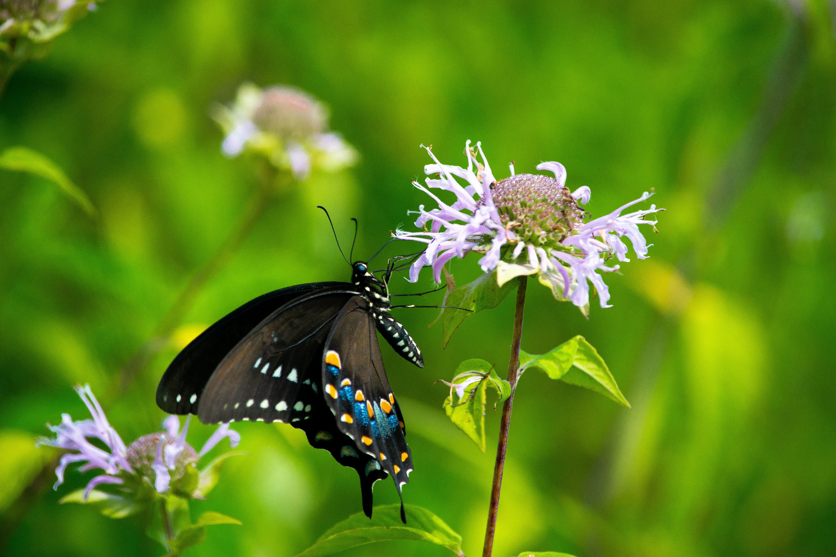 Spicebush Swallowtail