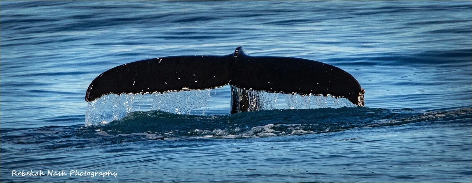 Whale tail