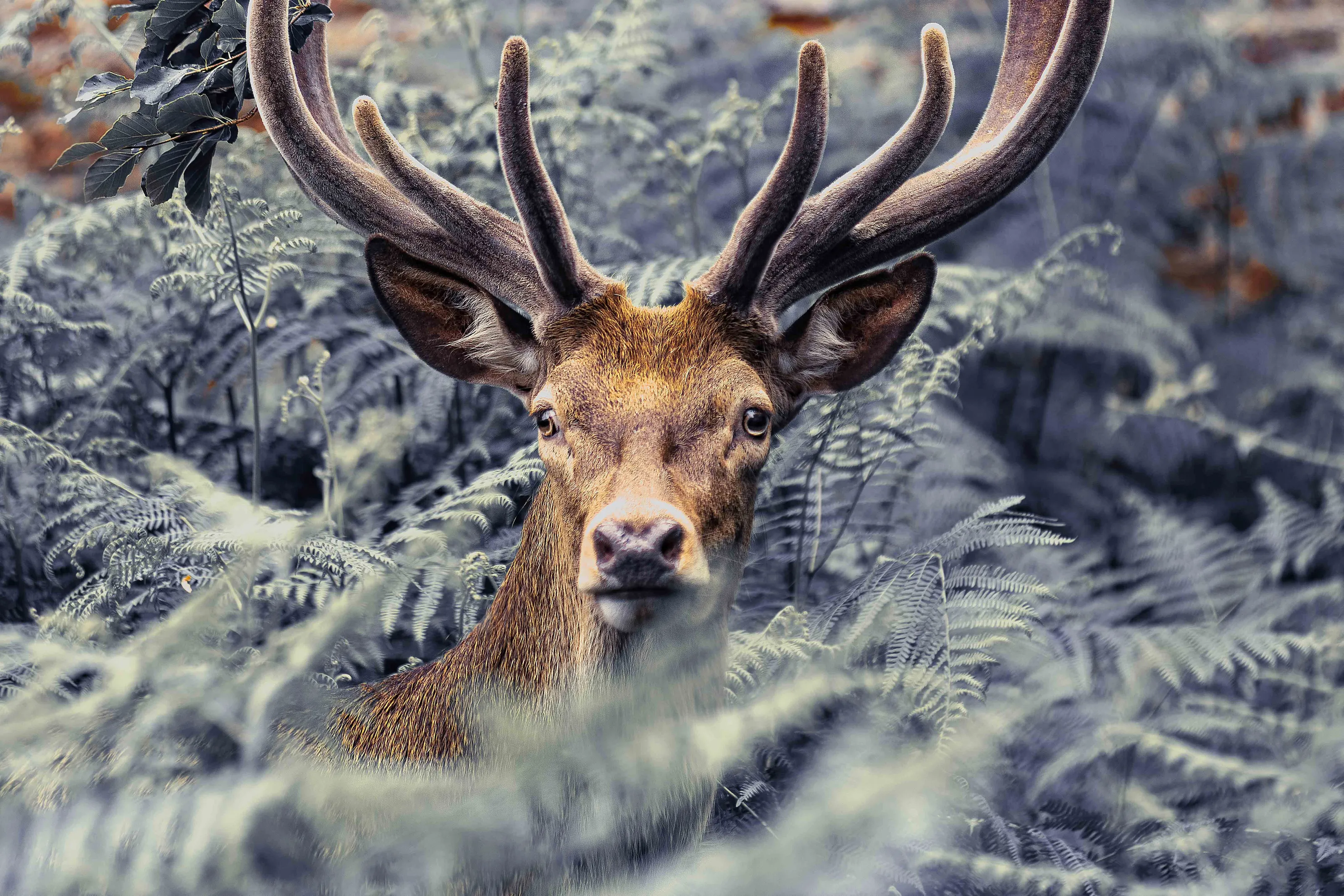 Majestic