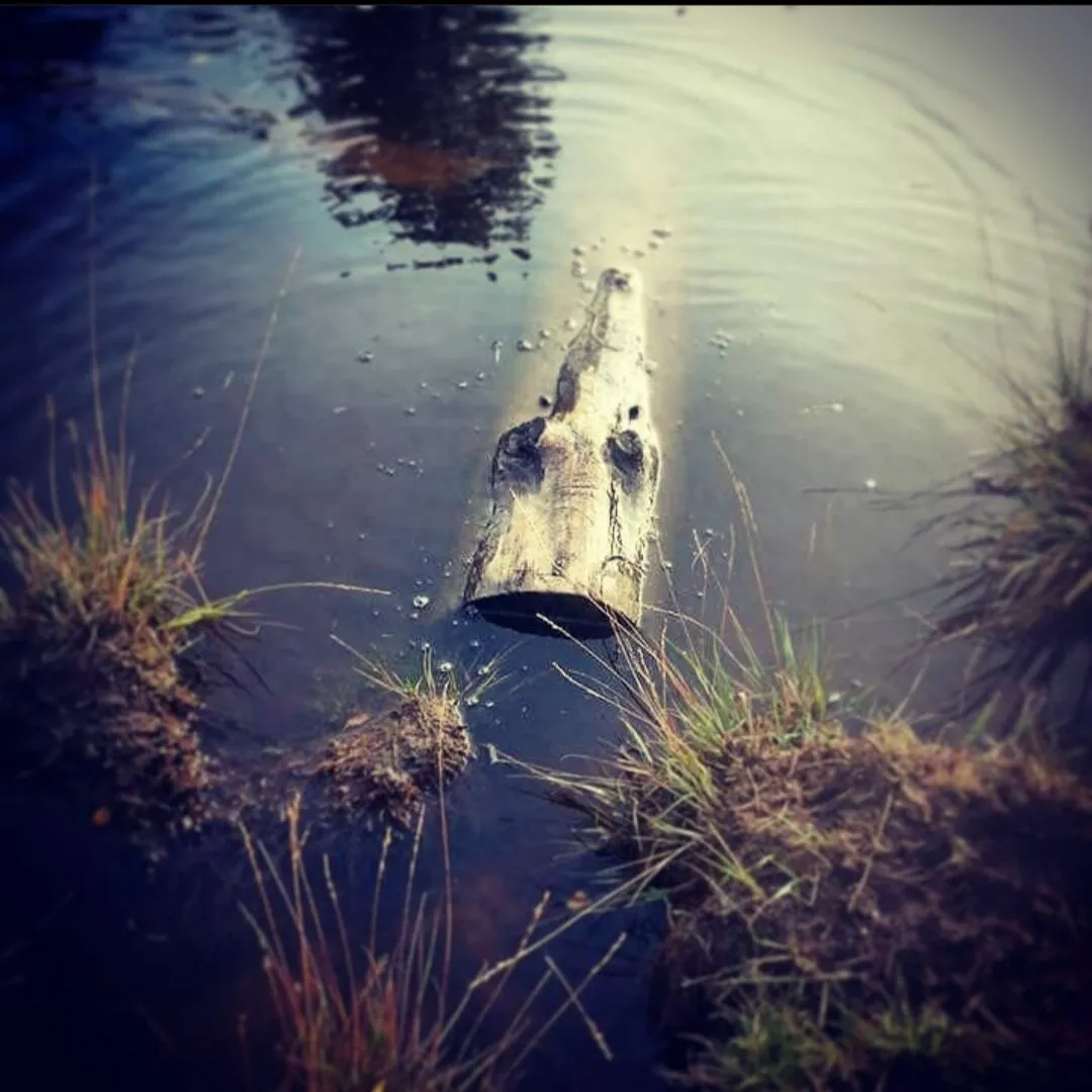 Crocodile log..