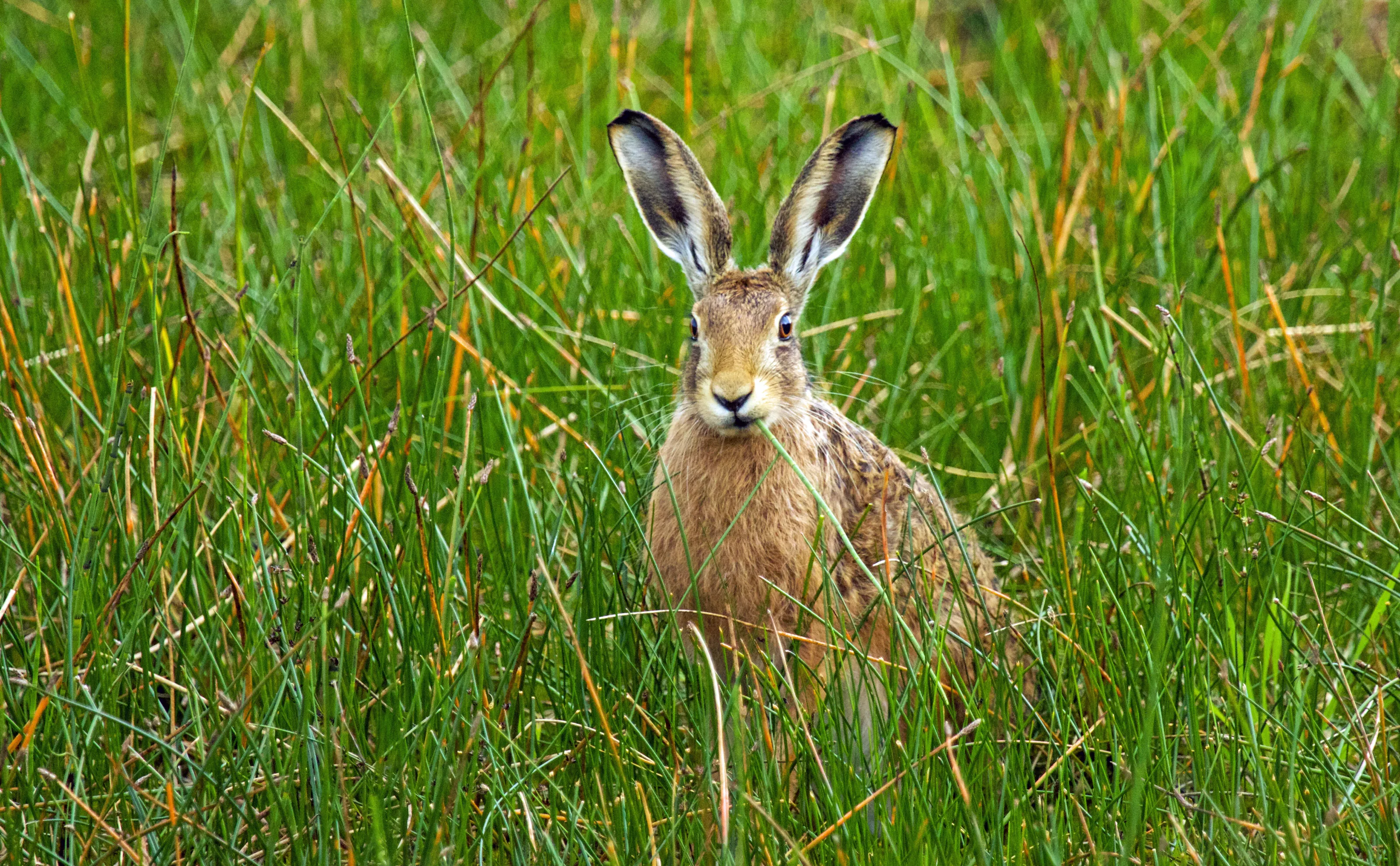 Brown Hare