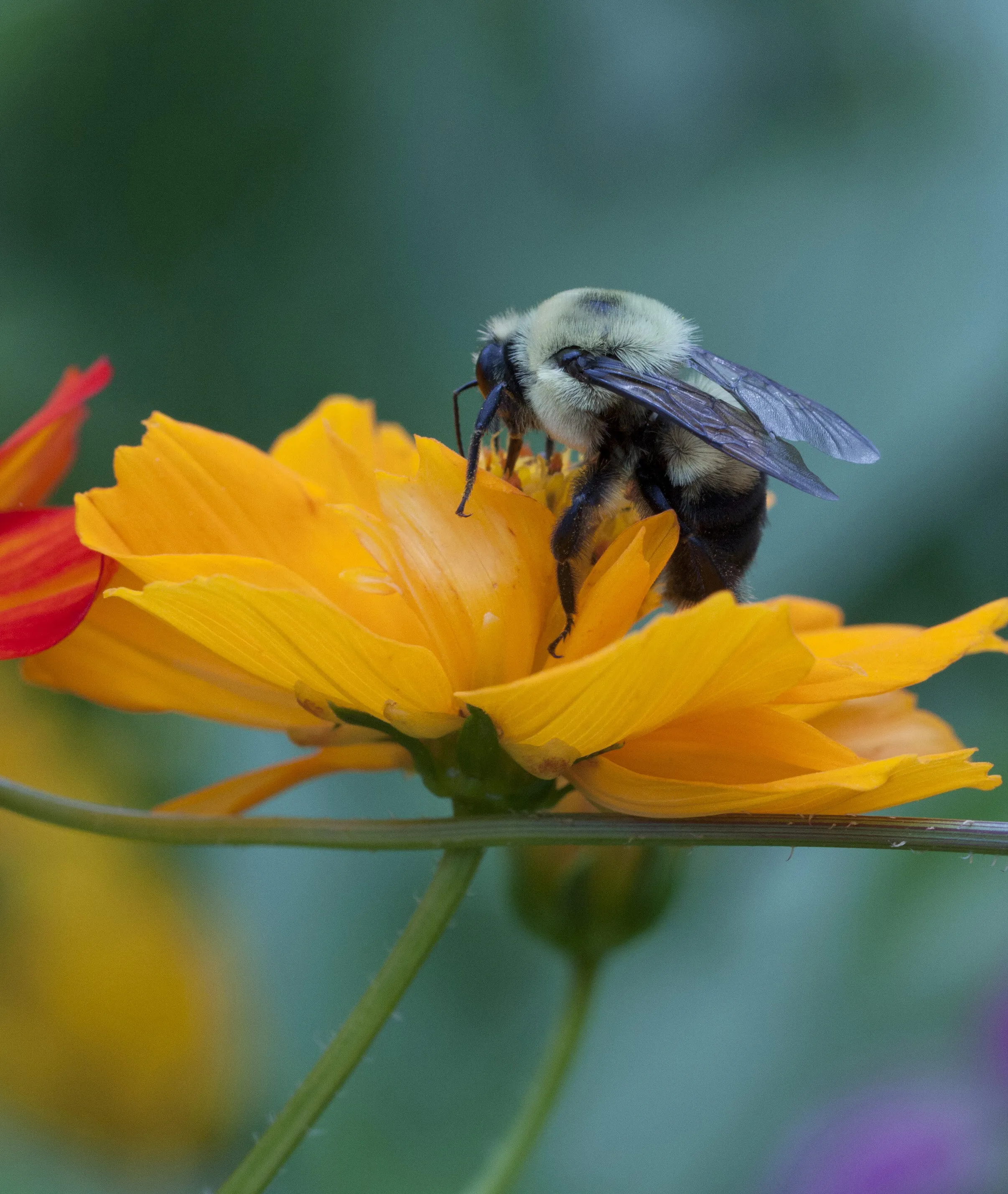 Act of Pollination    L Kennedy