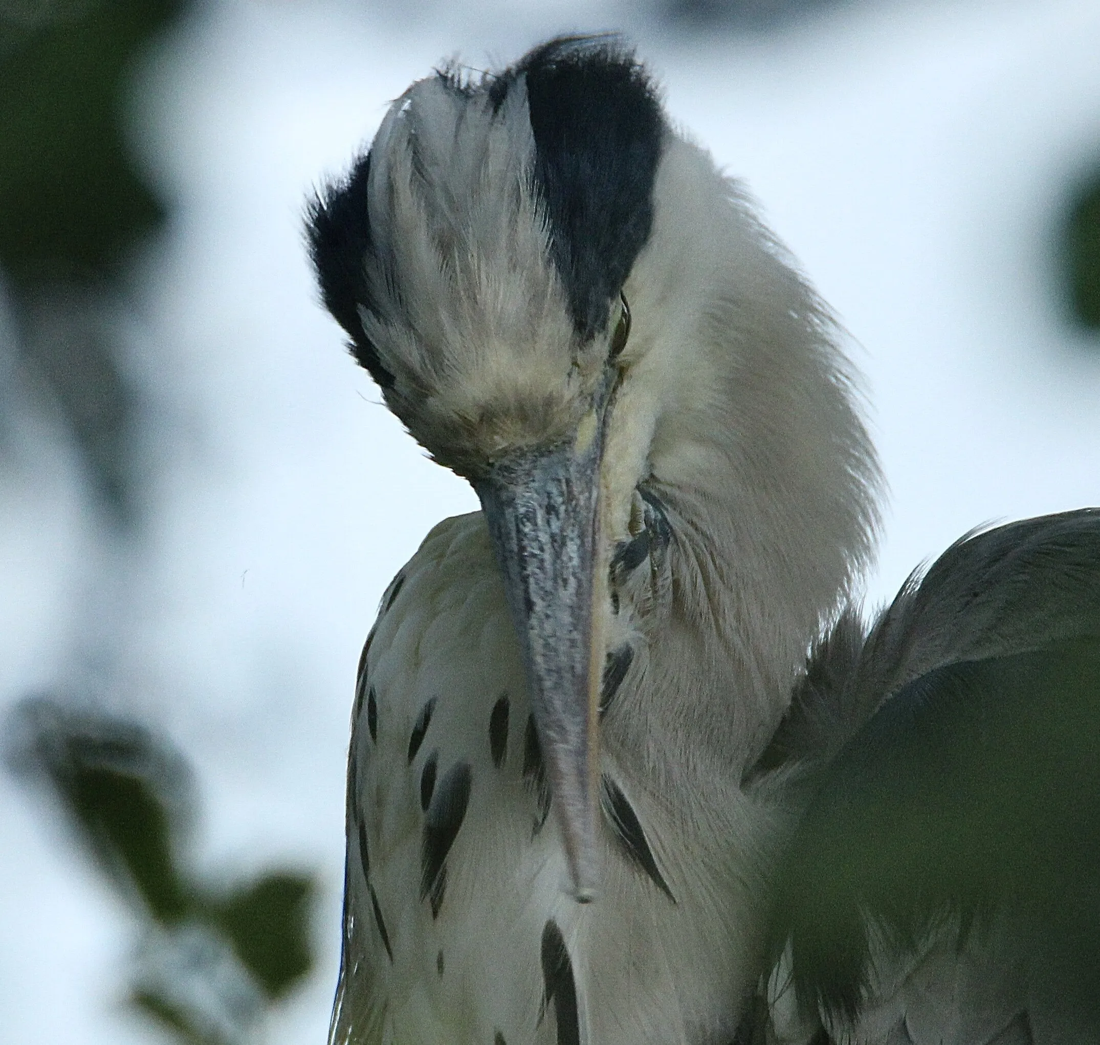 Heron from My Window