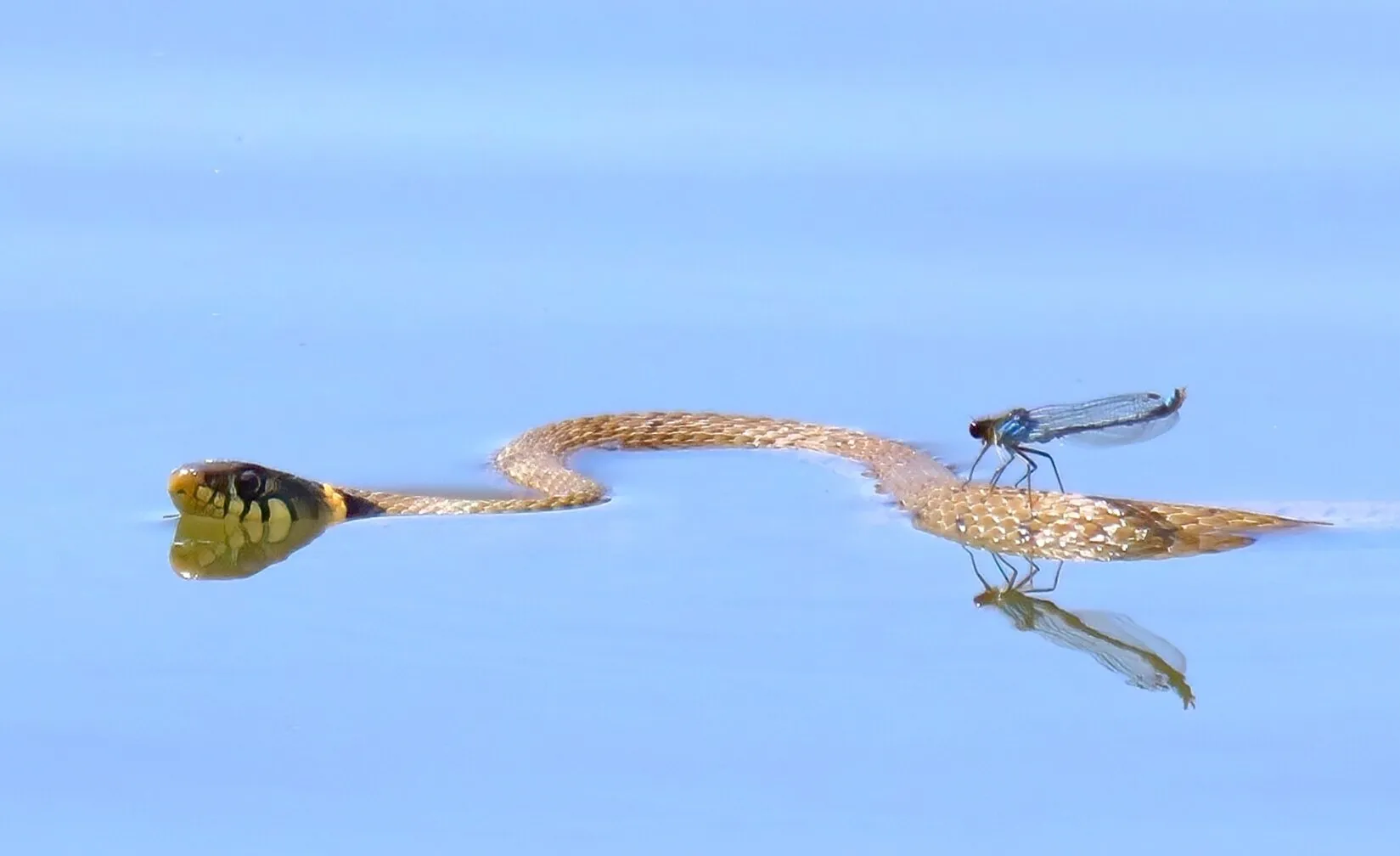 The Hitchhiker