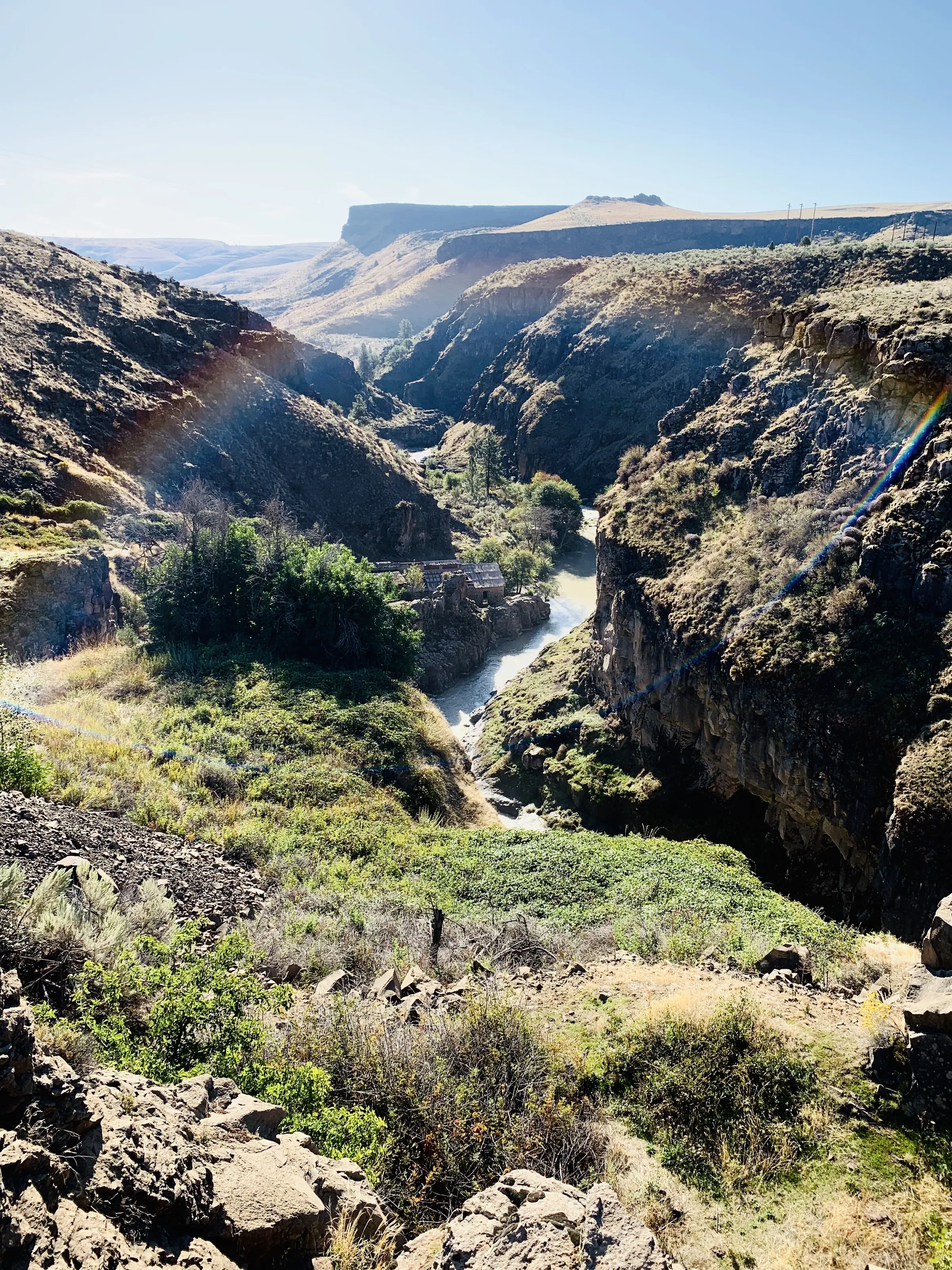 Oregon Rainbow