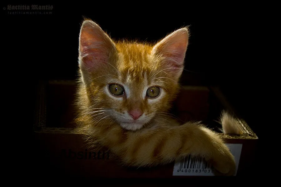 Entry 2638057