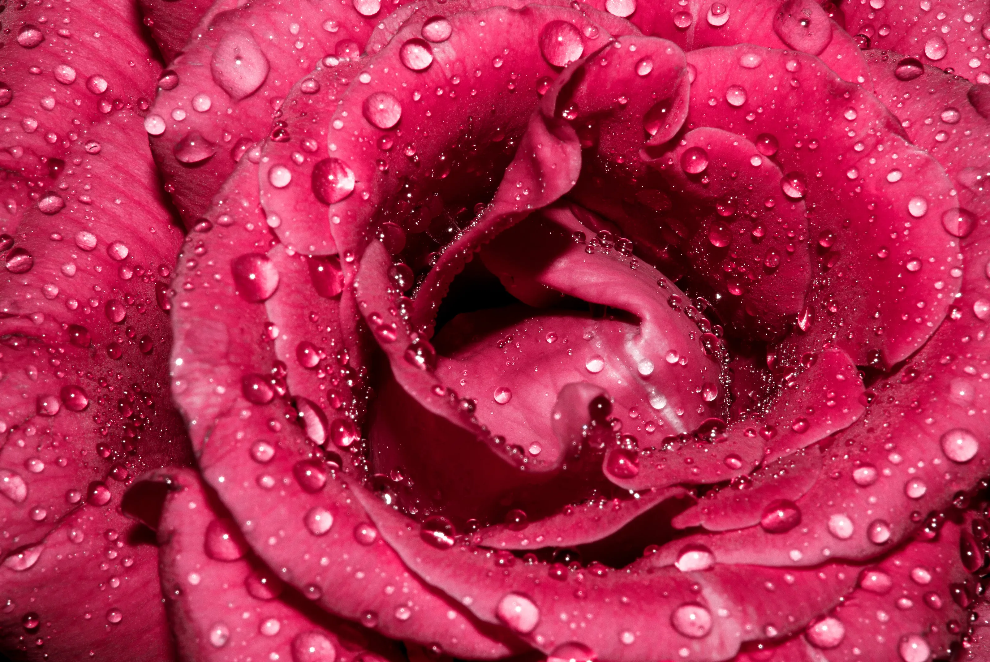 Red Rose Drops