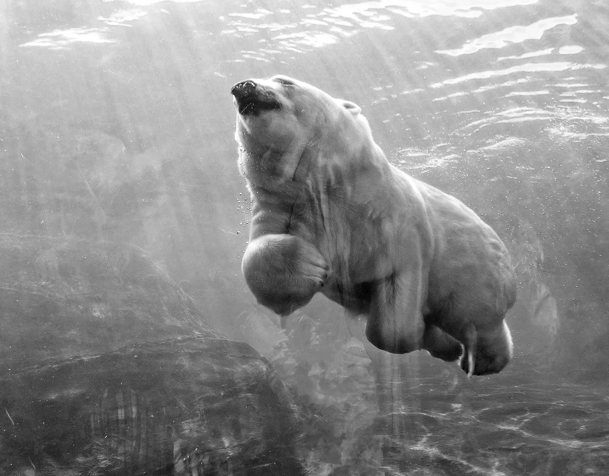 Polar Bear Swimming Underwater
