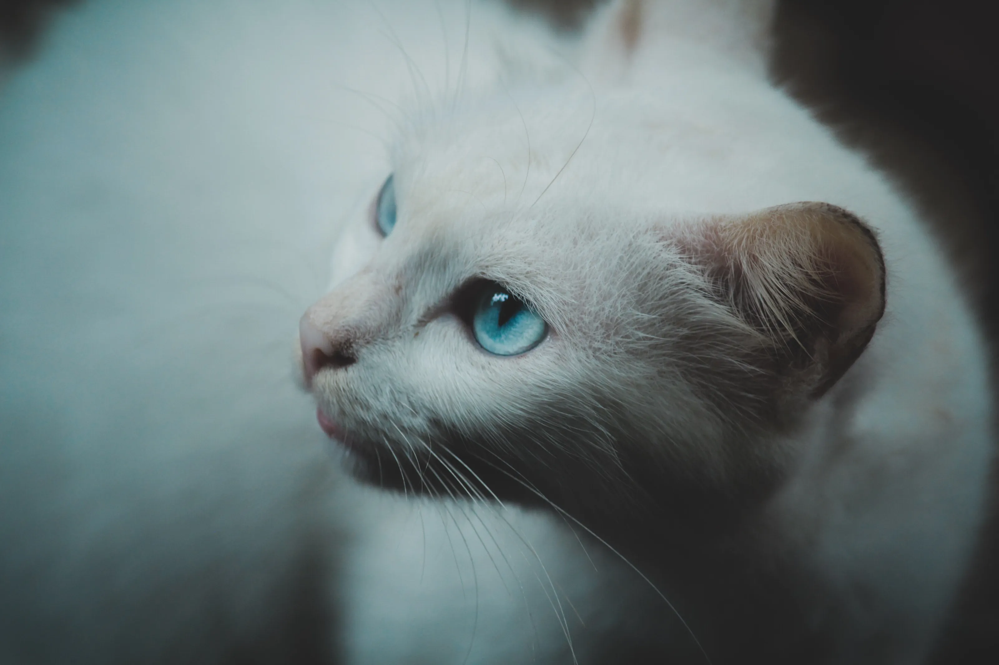 Real eyes