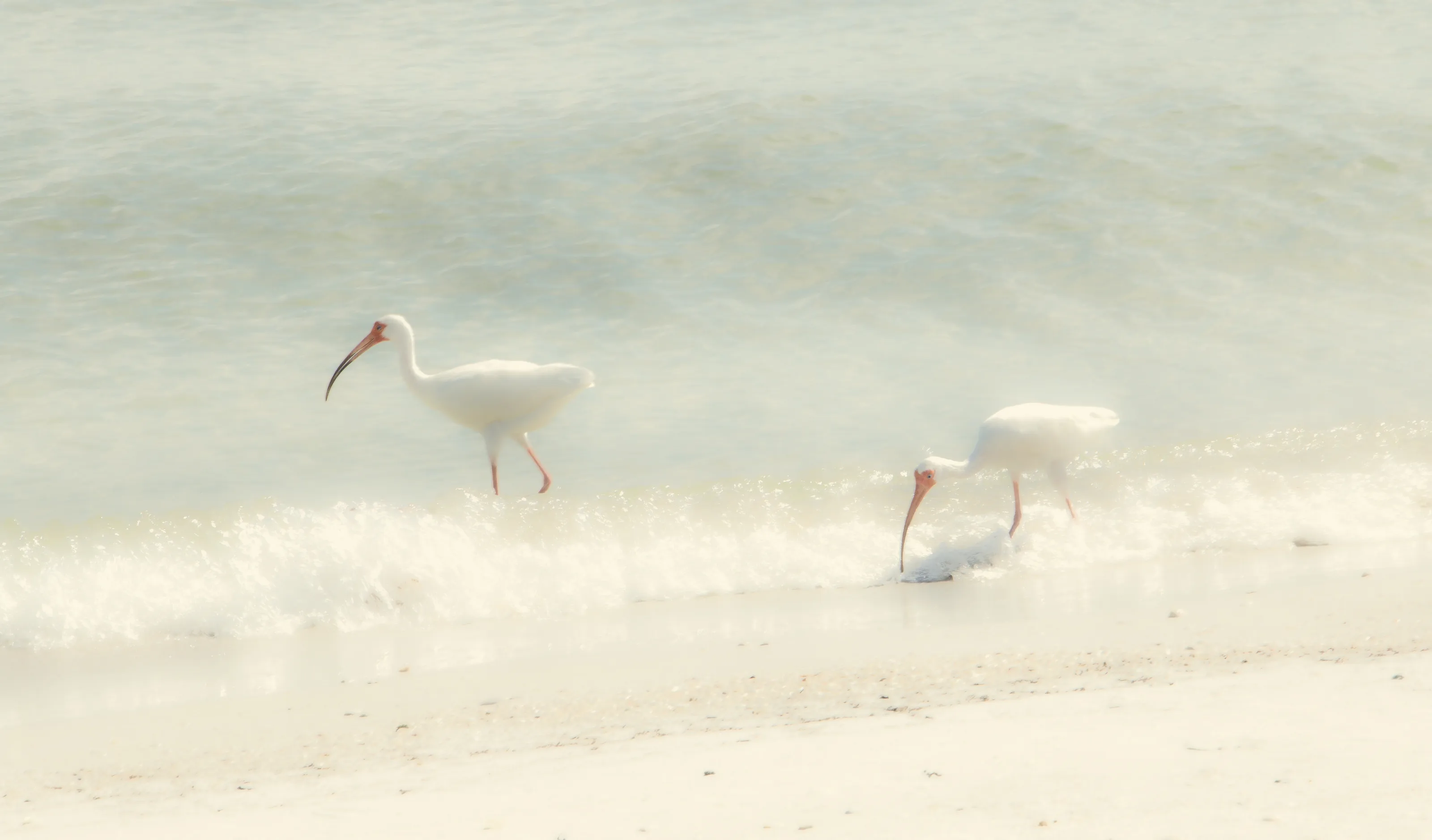Cranes