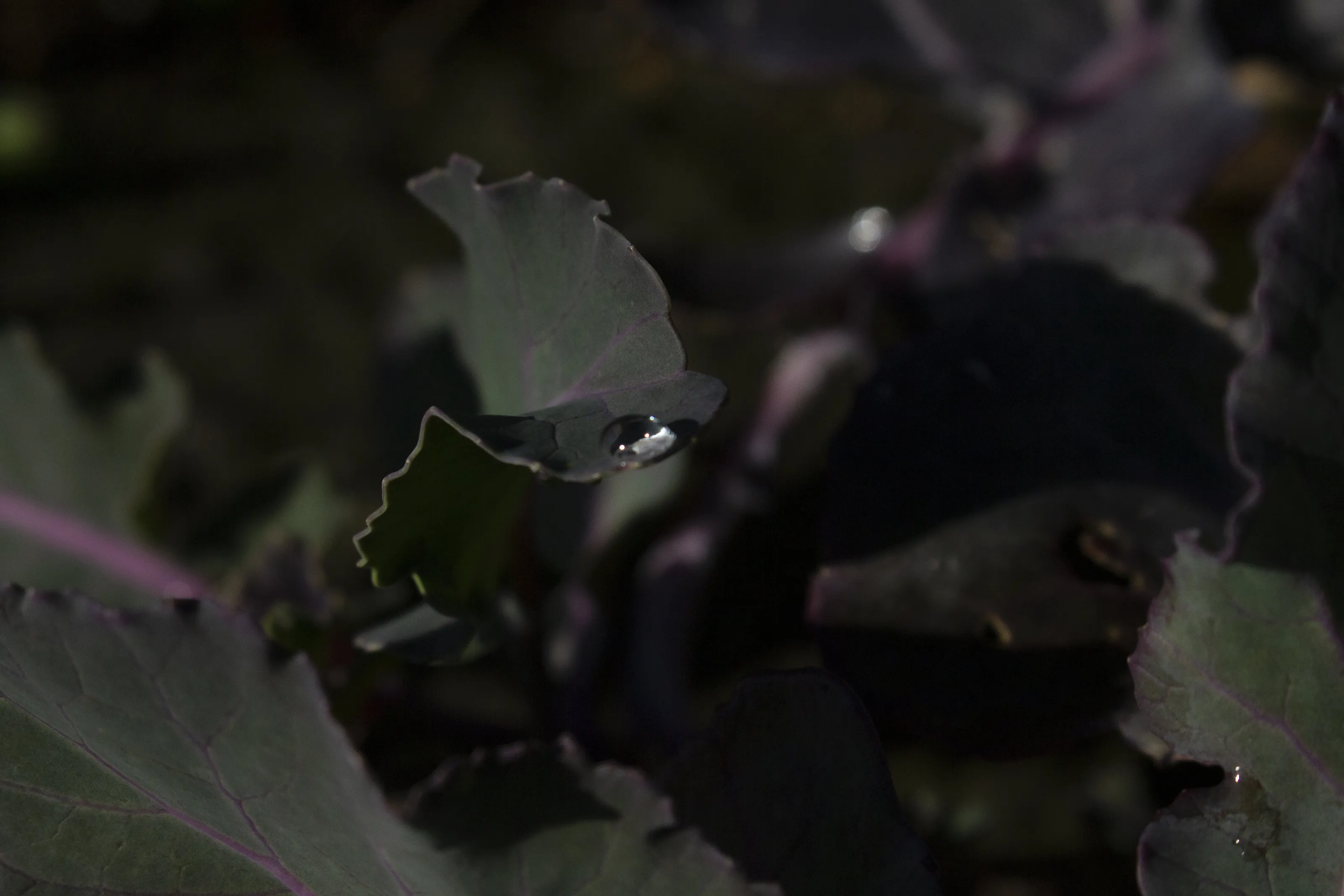 unexpected beauty
