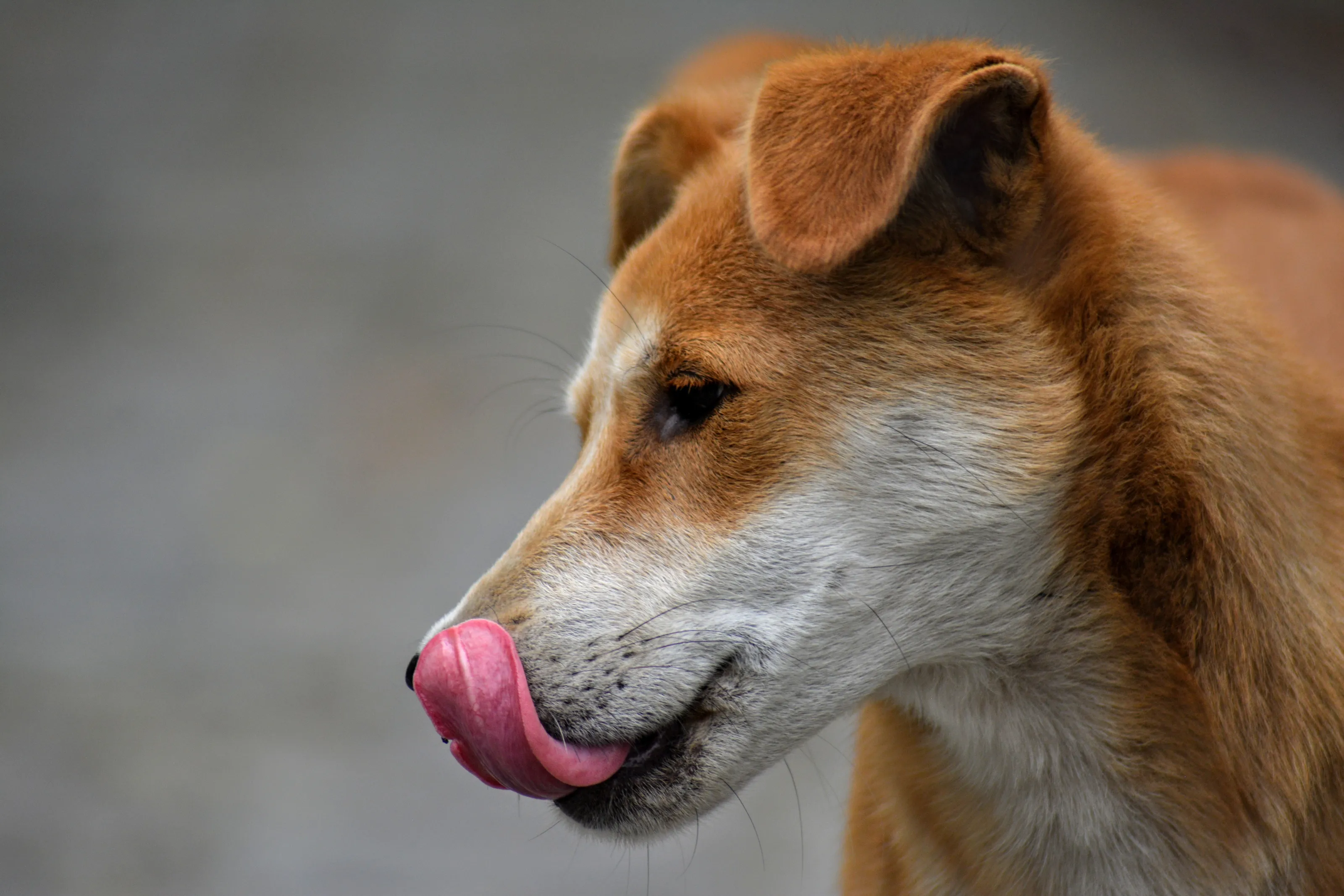 Street Dog