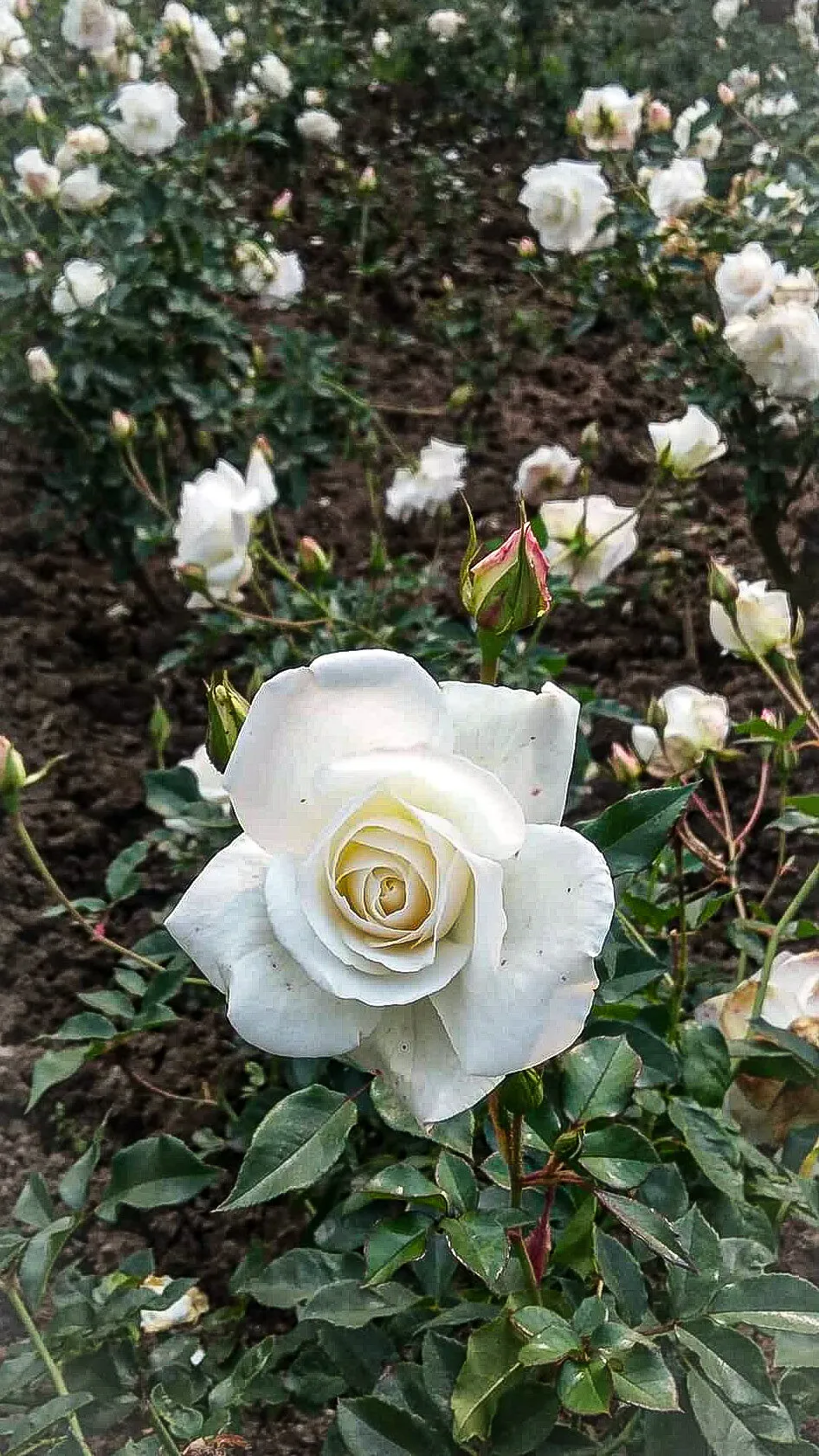 Bunch of white Roses