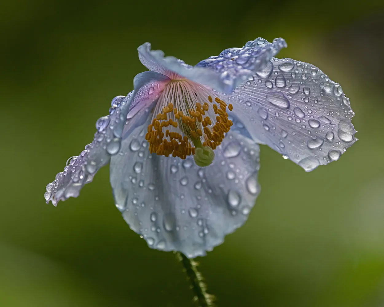 Entry 7387617