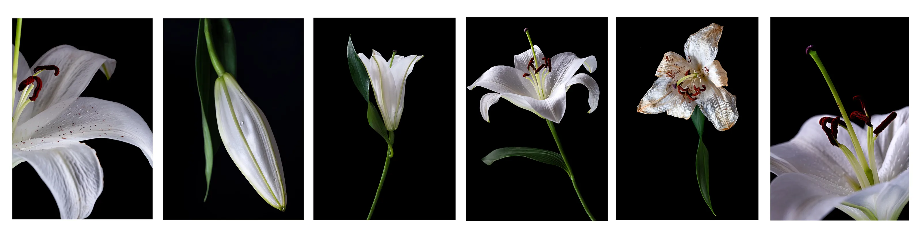 The life cycle of a flower