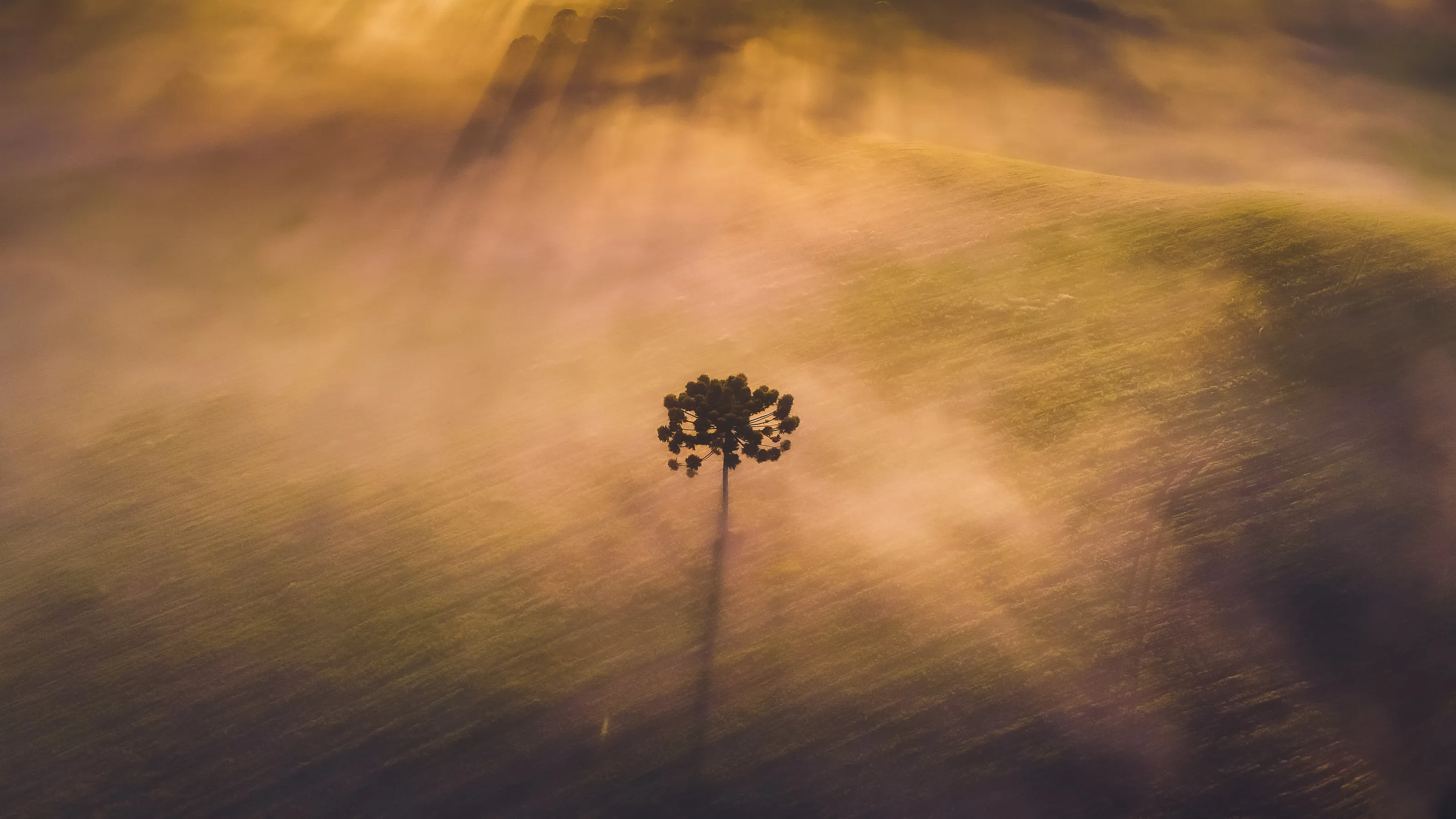Lonely Araucaria