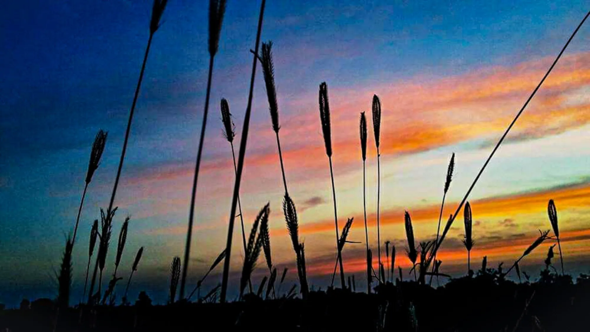 Crops with beautiful sky & colors!